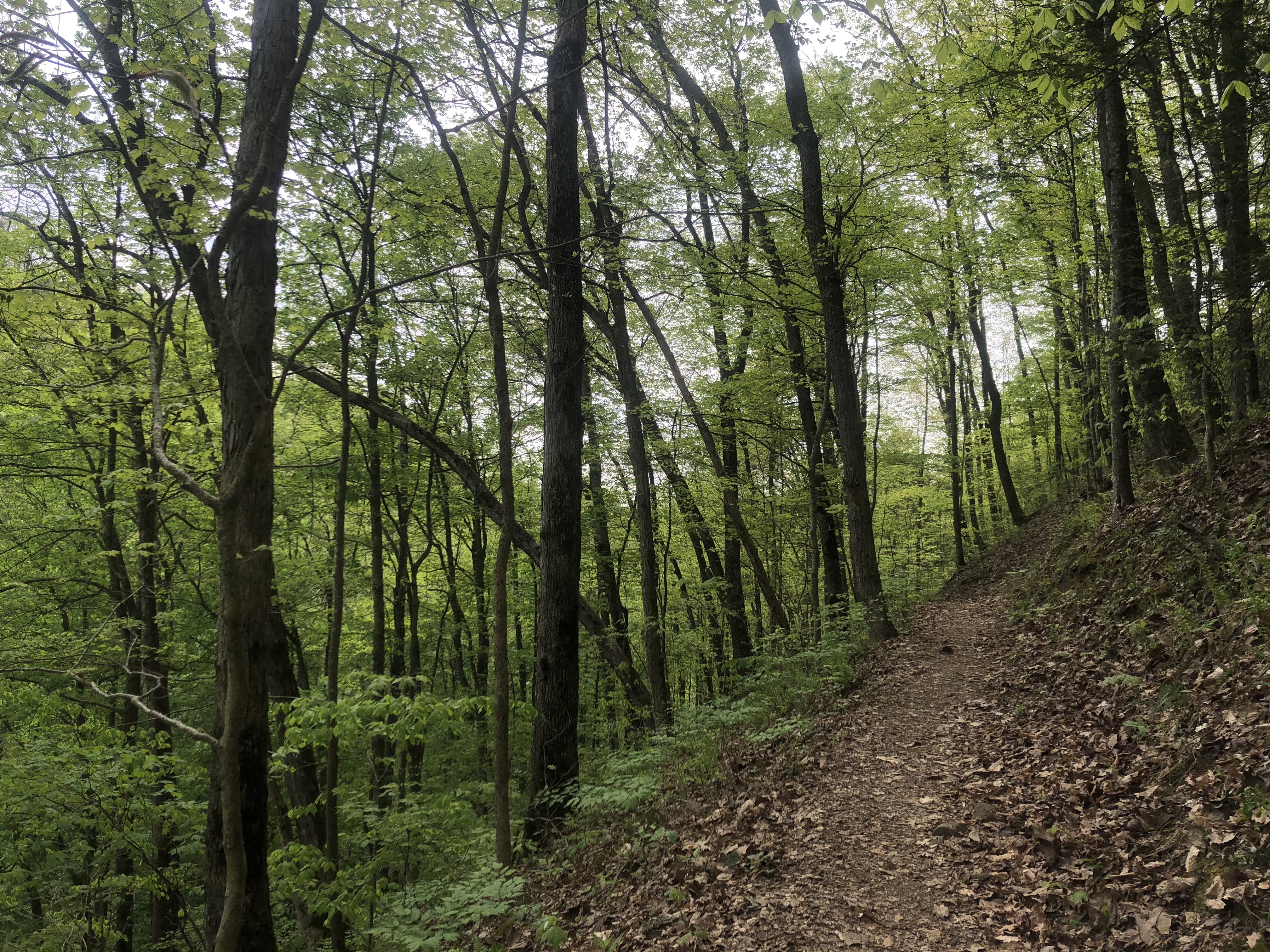 Lake Ridge Trail and Lakeside Trail