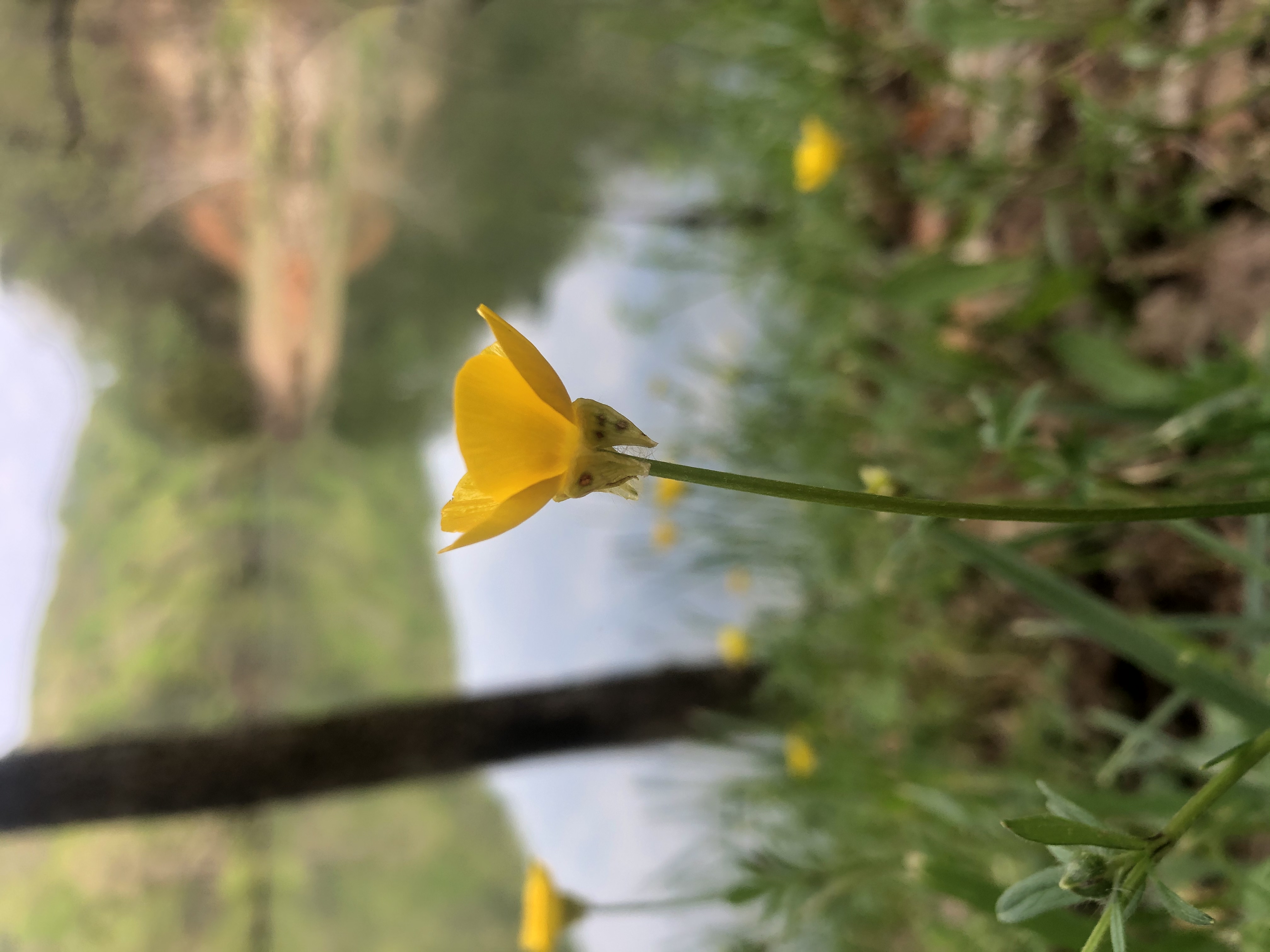 Lake Ridge Trail and Lakeside Trail