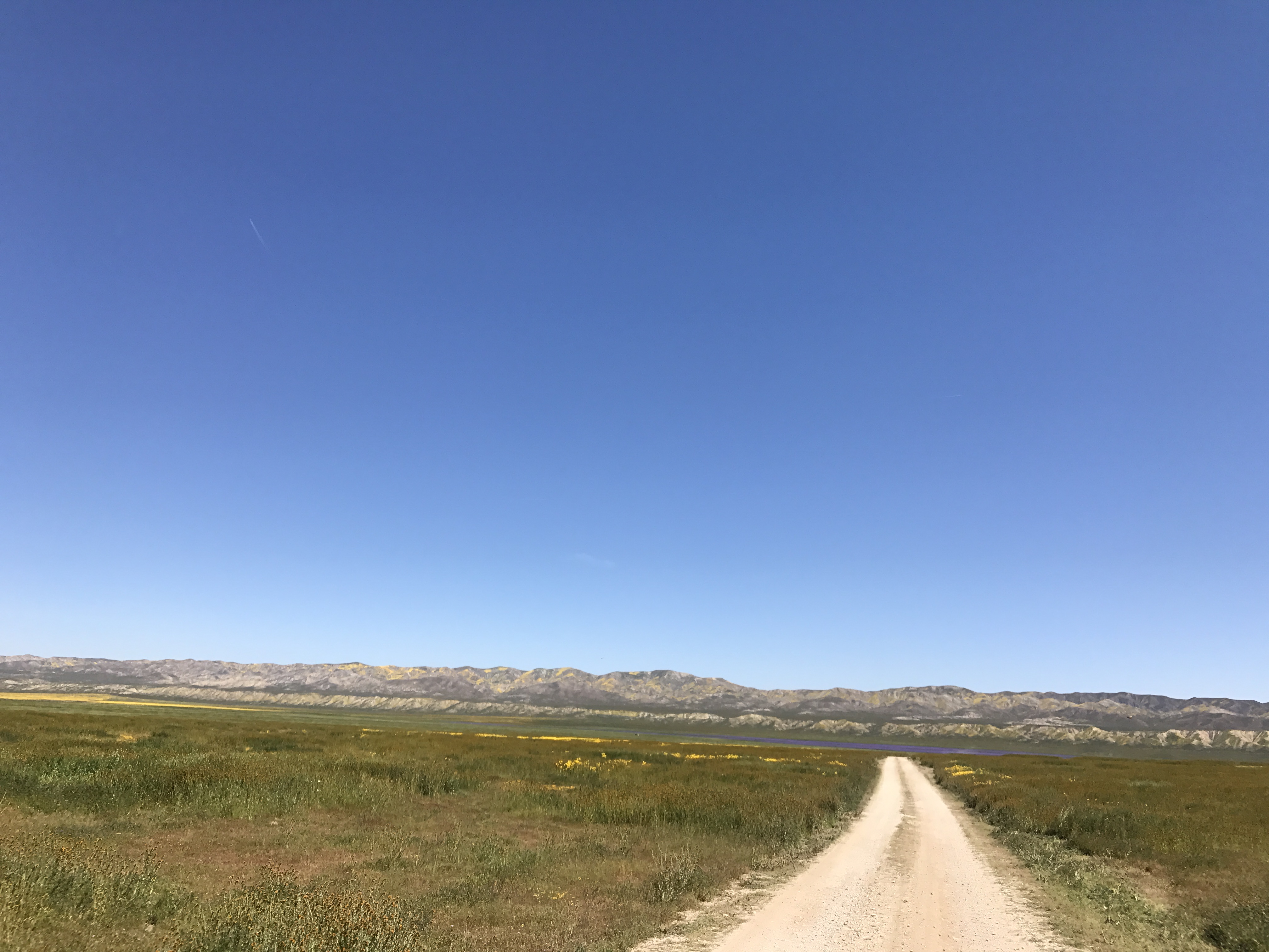 Photograph Wildflowers at Carrizo Plain National Monument