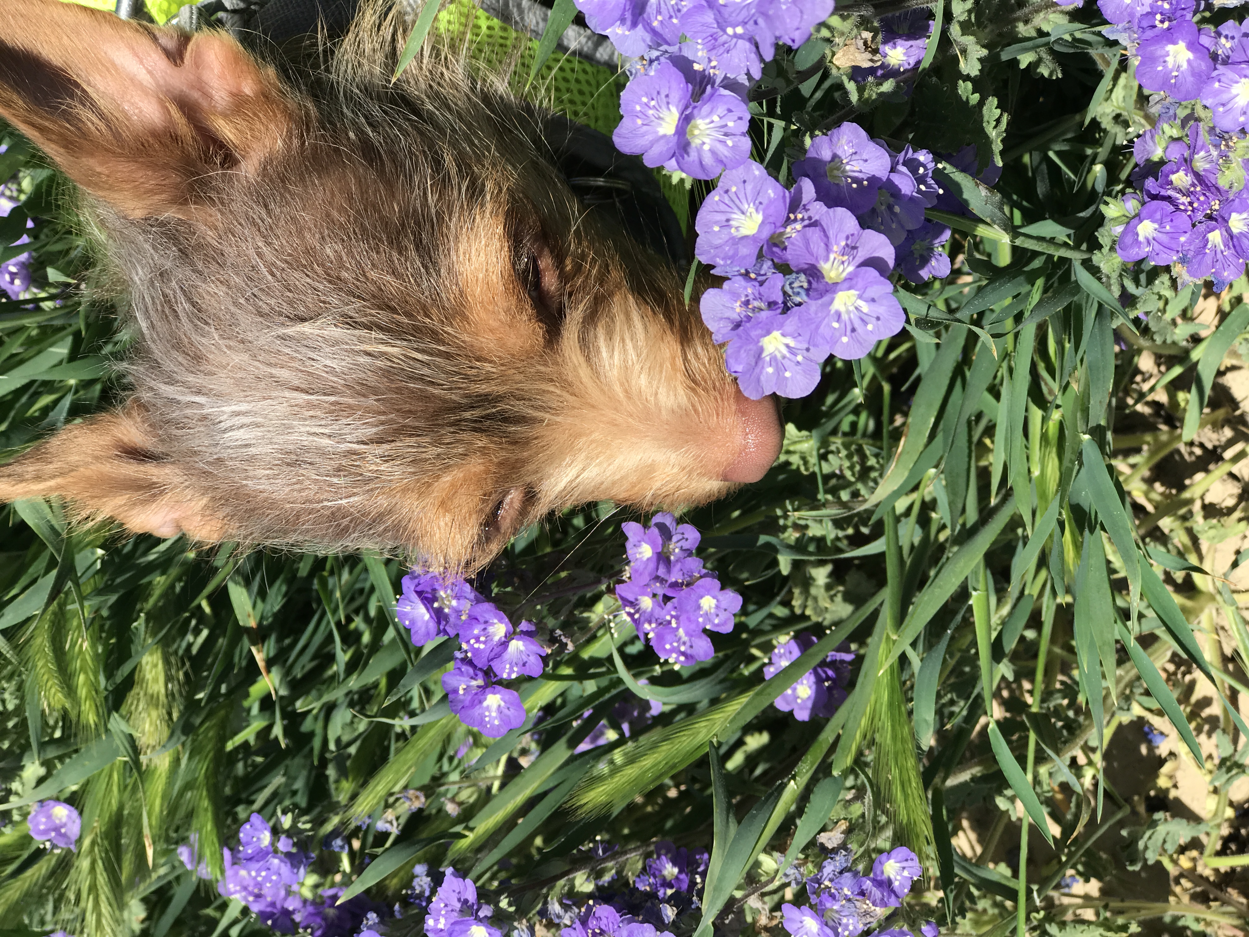 Photograph Wildflowers at Carrizo Plain National Monument