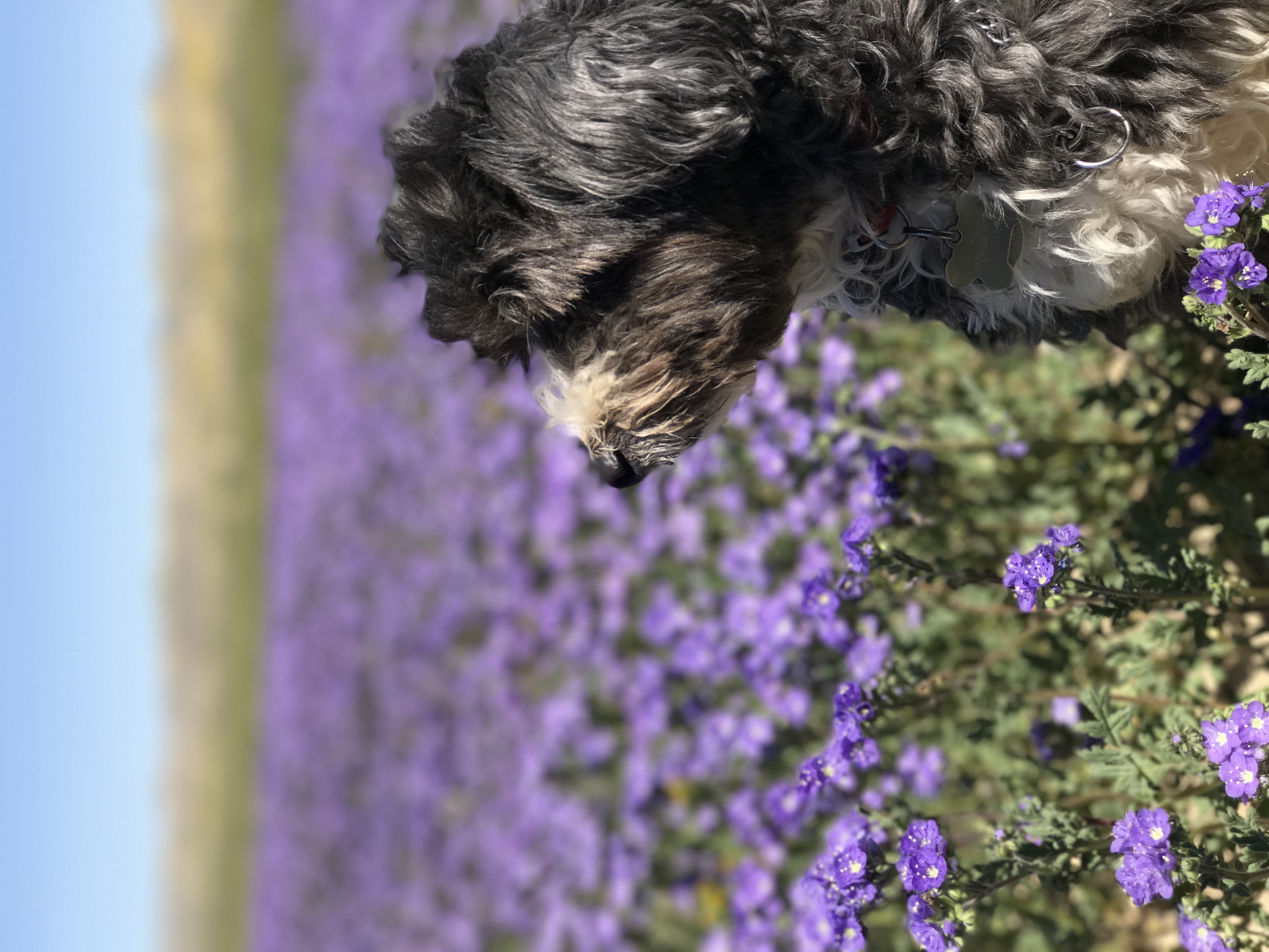 Photograph Wildflowers at Carrizo Plain National Monument