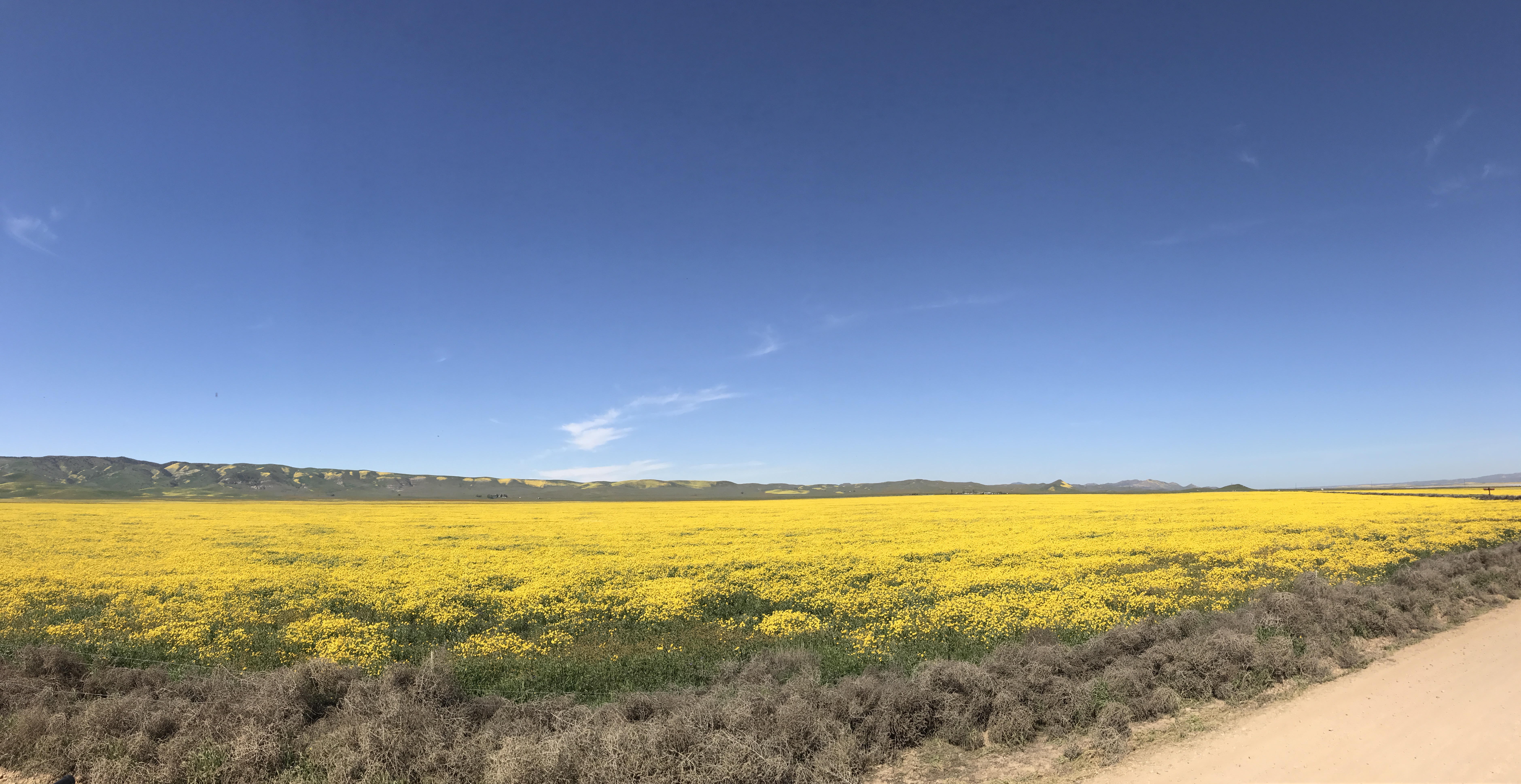 Photograph Wildflowers at Carrizo Plain National Monument