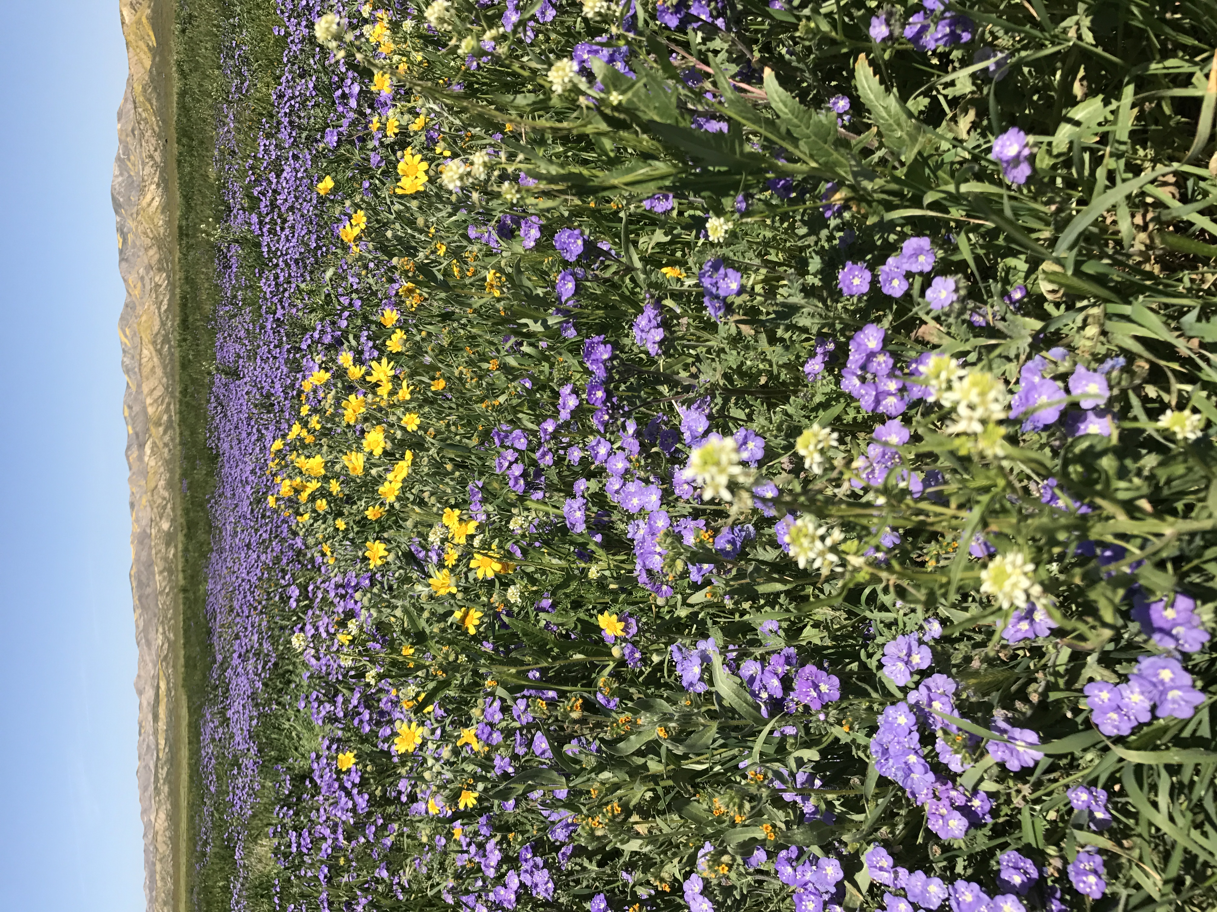 Photograph Wildflowers at Carrizo Plain National Monument