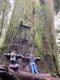 Fern Falls via Boy Scout Tree Trail
