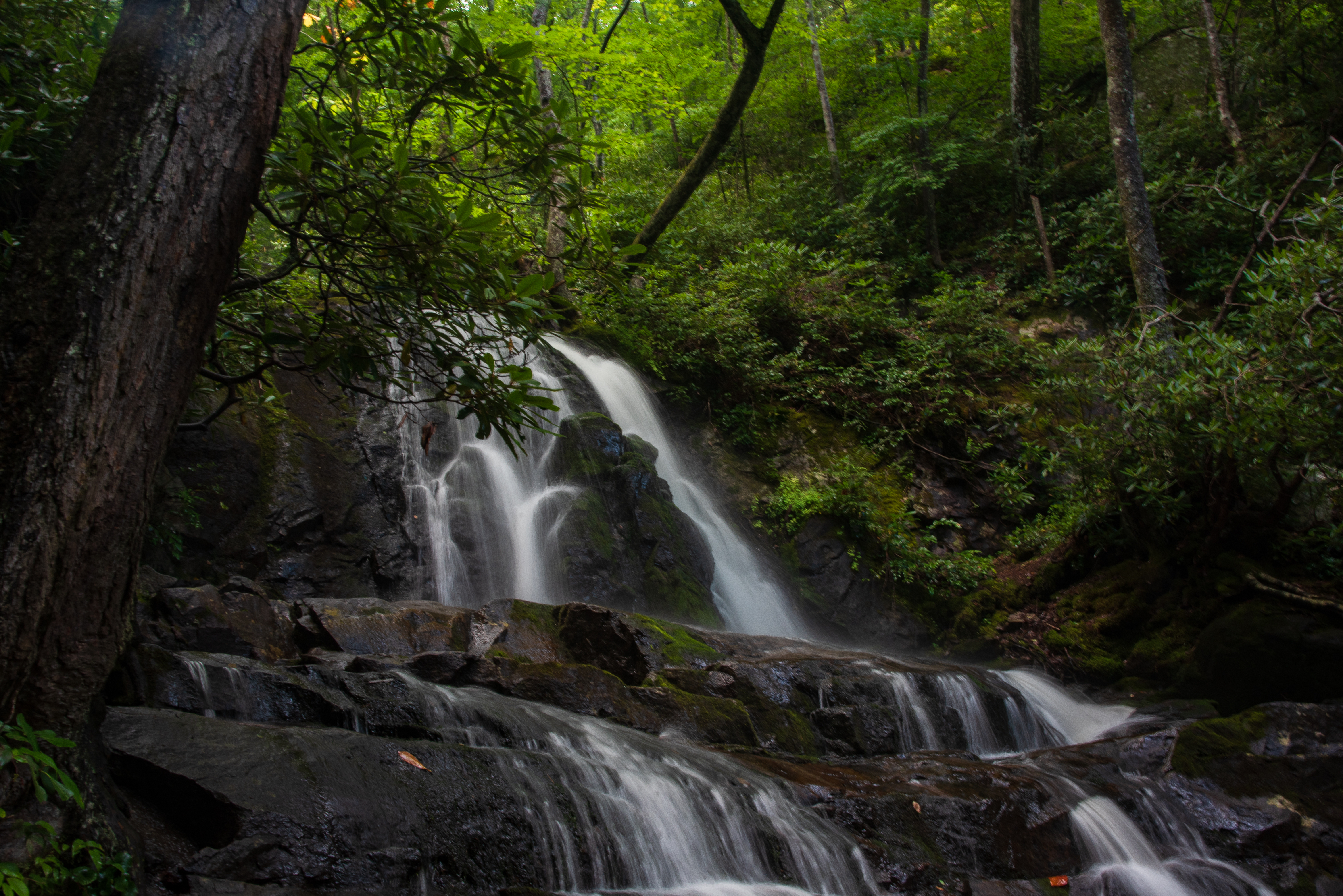 Laurel Falls Trail