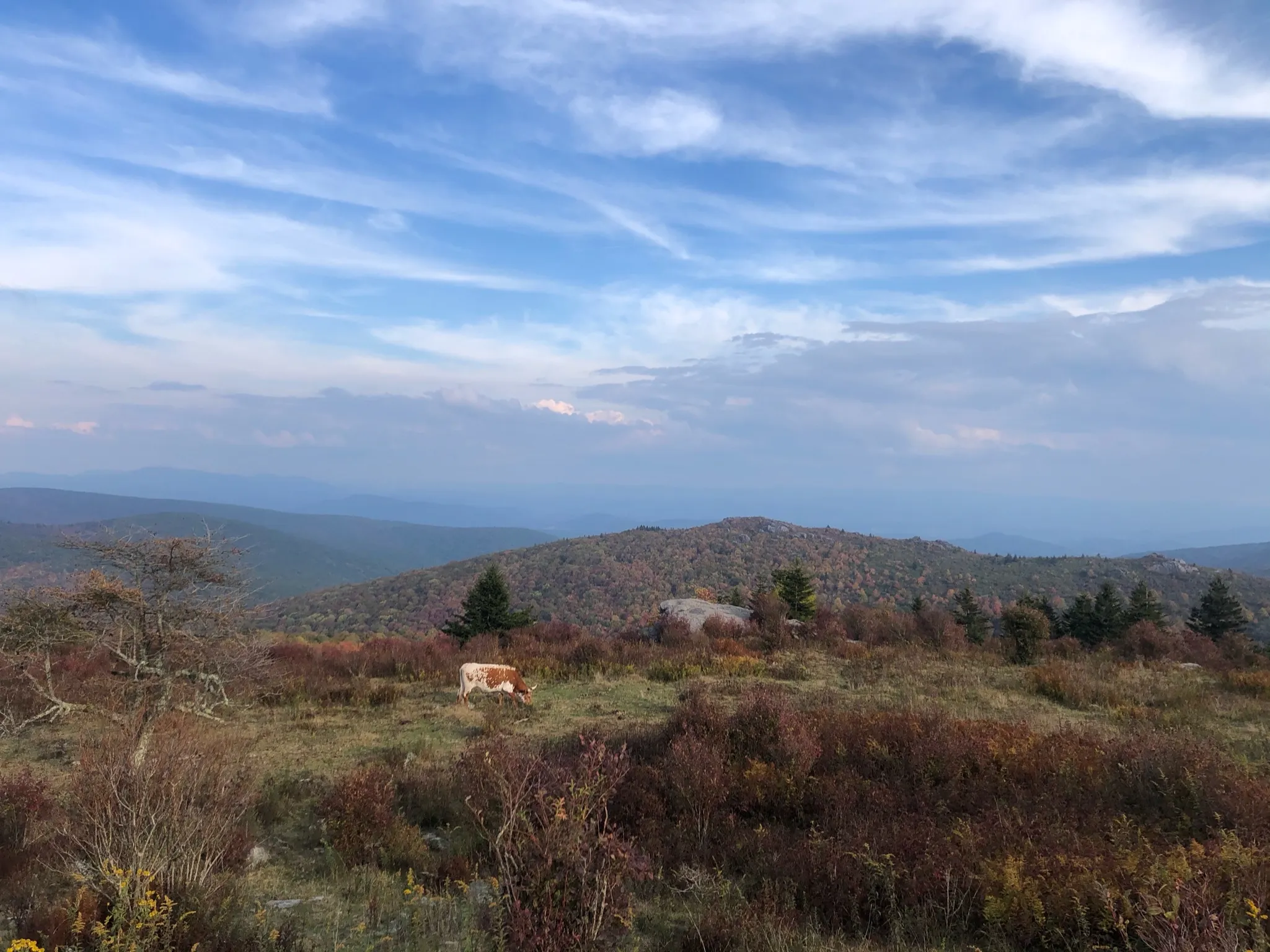 Wilburn Ridge and Massie Gap Loop
