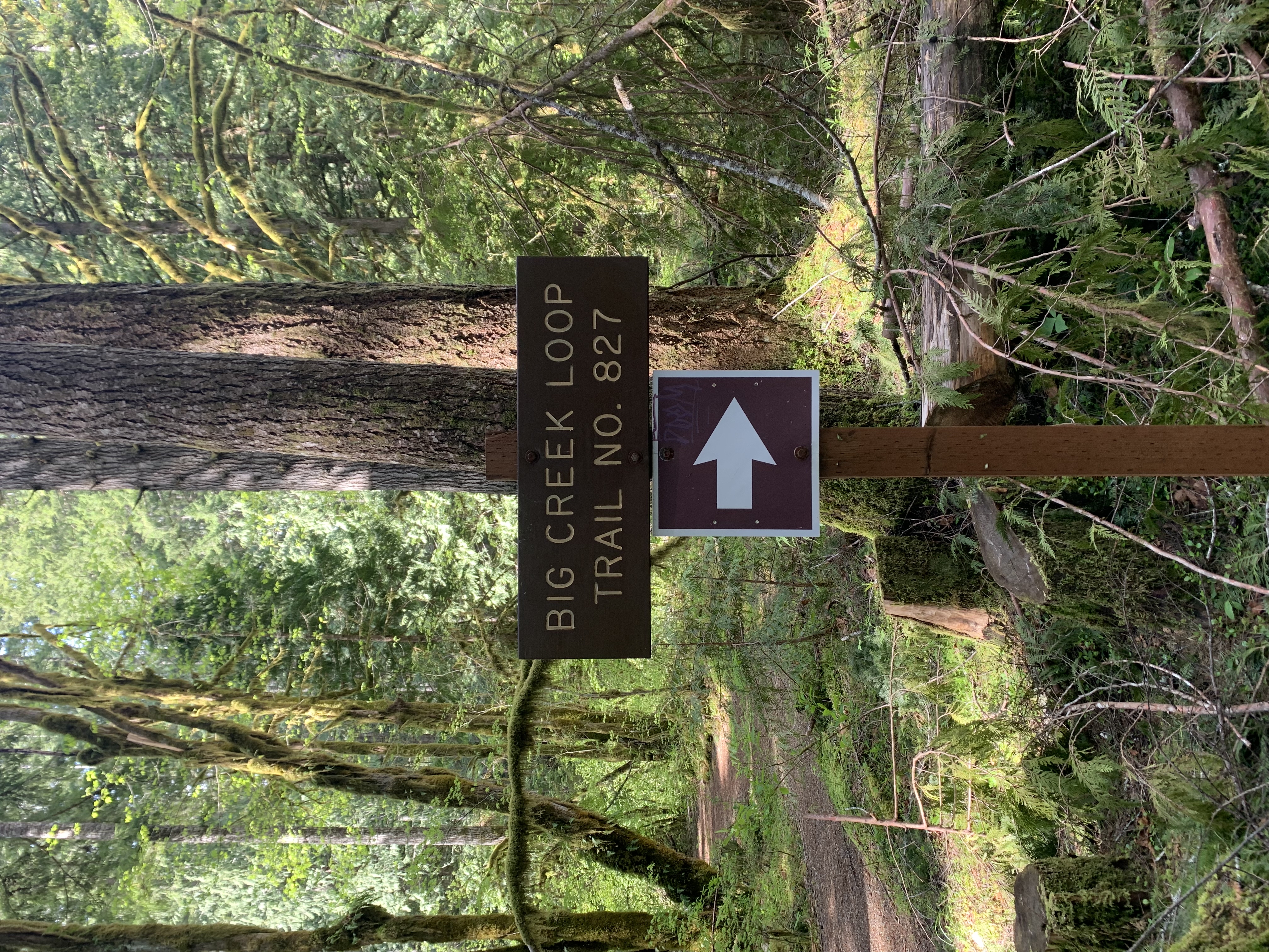 Upper Big Creek Loop Trail, Hoodsport, Washington