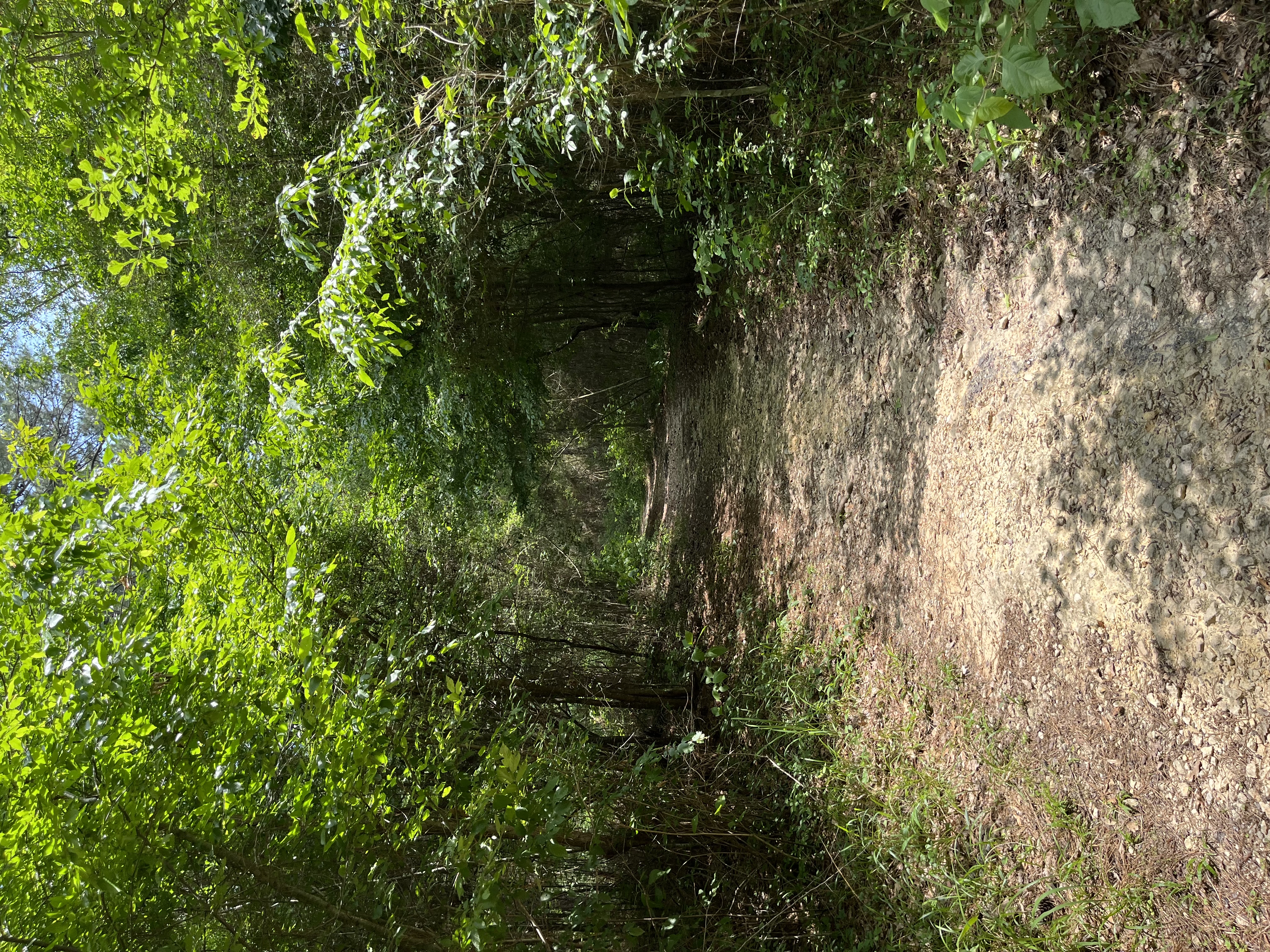 Coloneh Trail, New Waverly, Texas