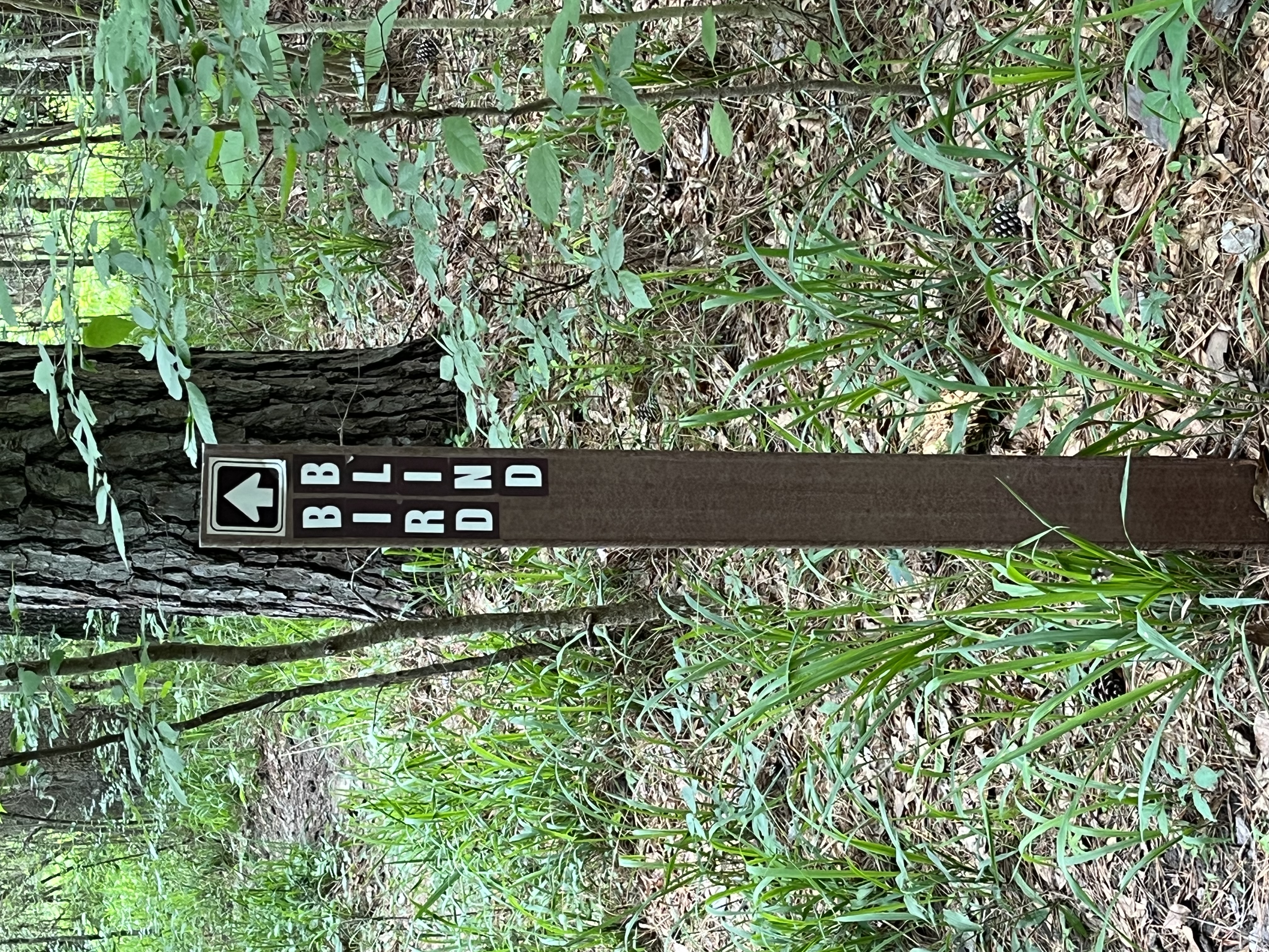 Coloneh Trail