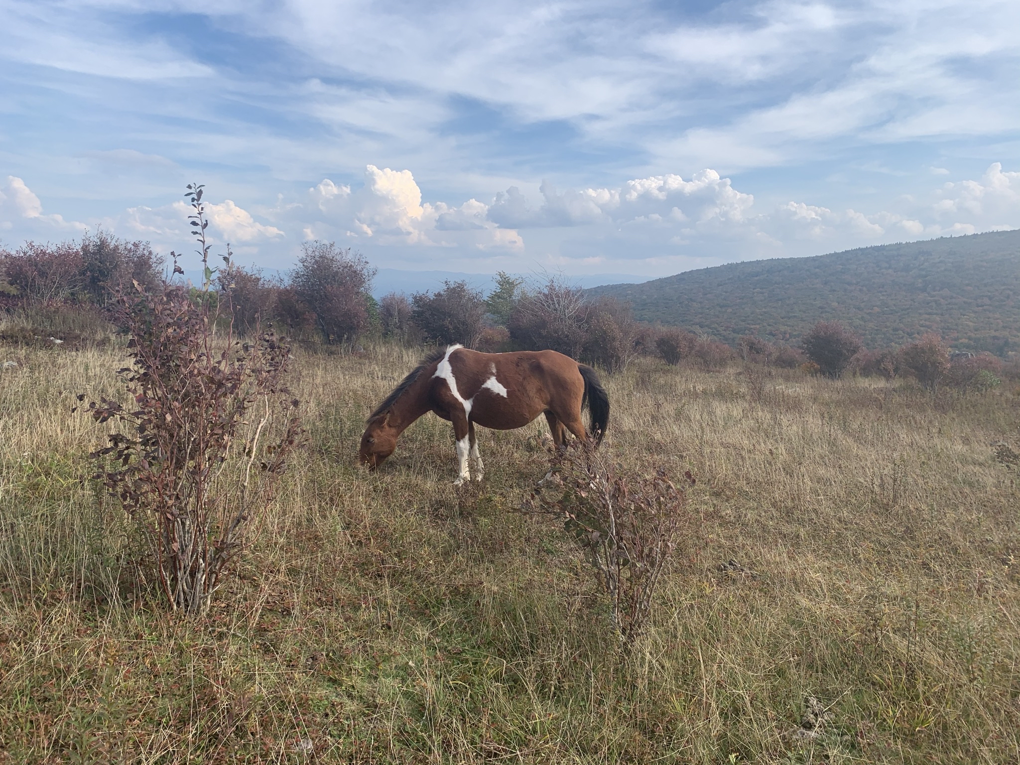 Photograph Wild Horses at Grayson Highlands State Park