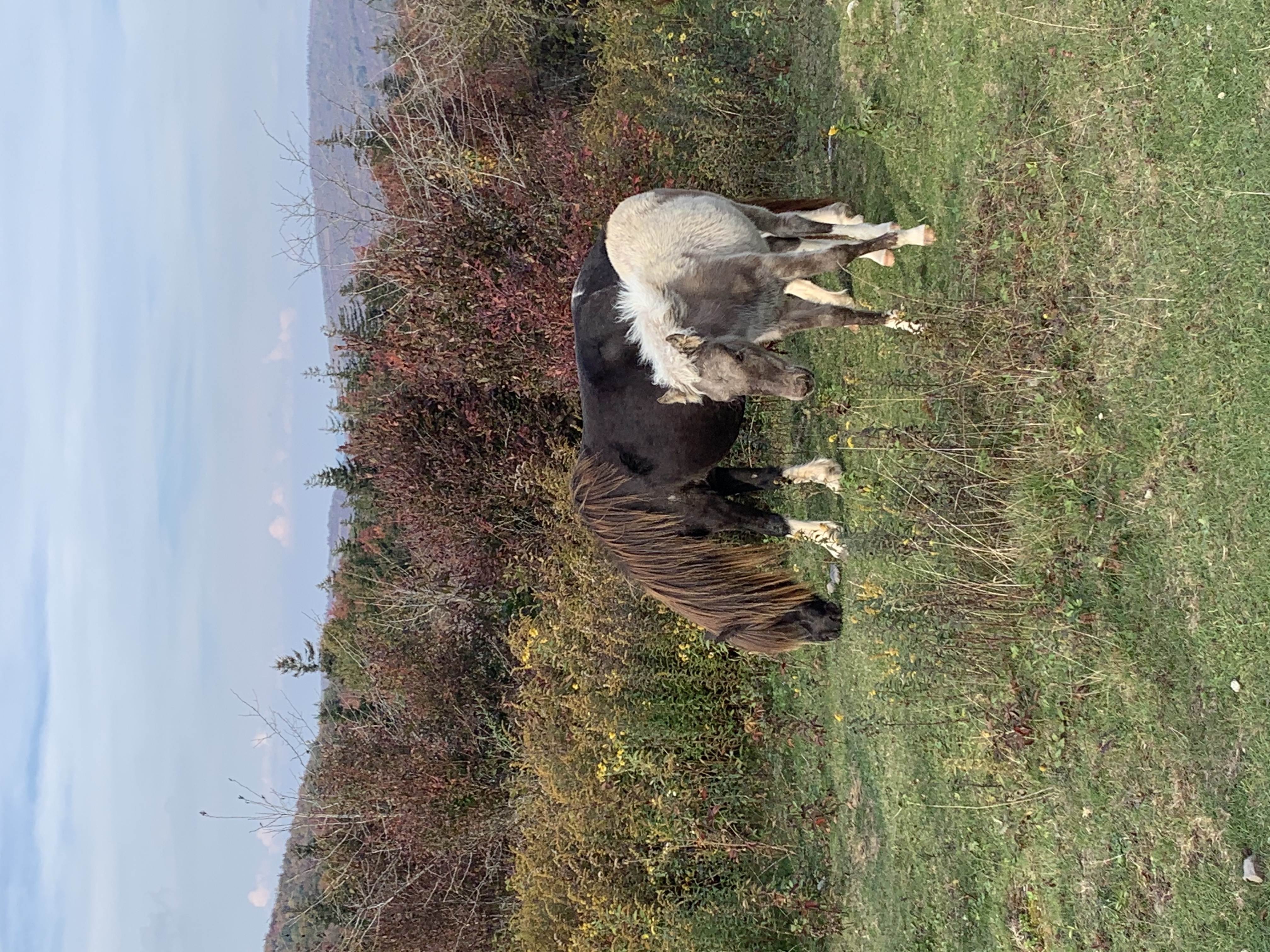 Photograph Wild Horses at Grayson Highlands State Park