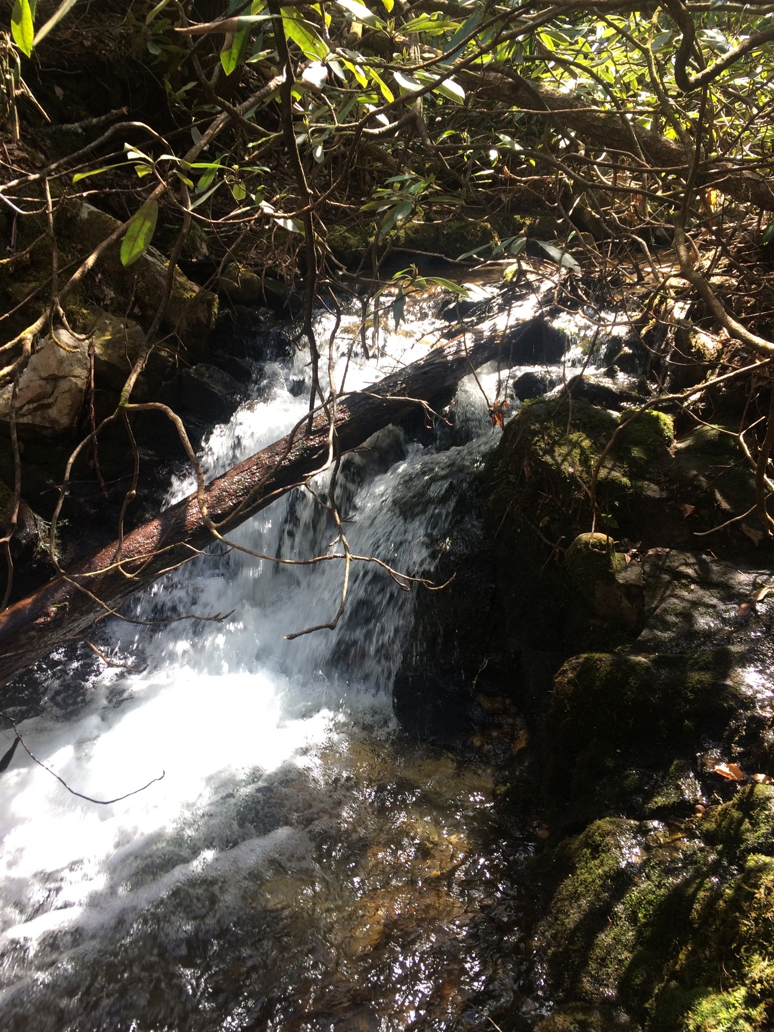 Martin's Creek Falls