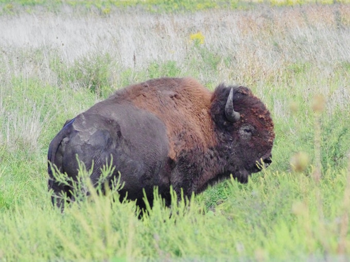 A buffalo stands in tall grass.