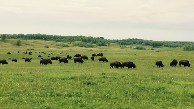 Bison graze in the prairie.