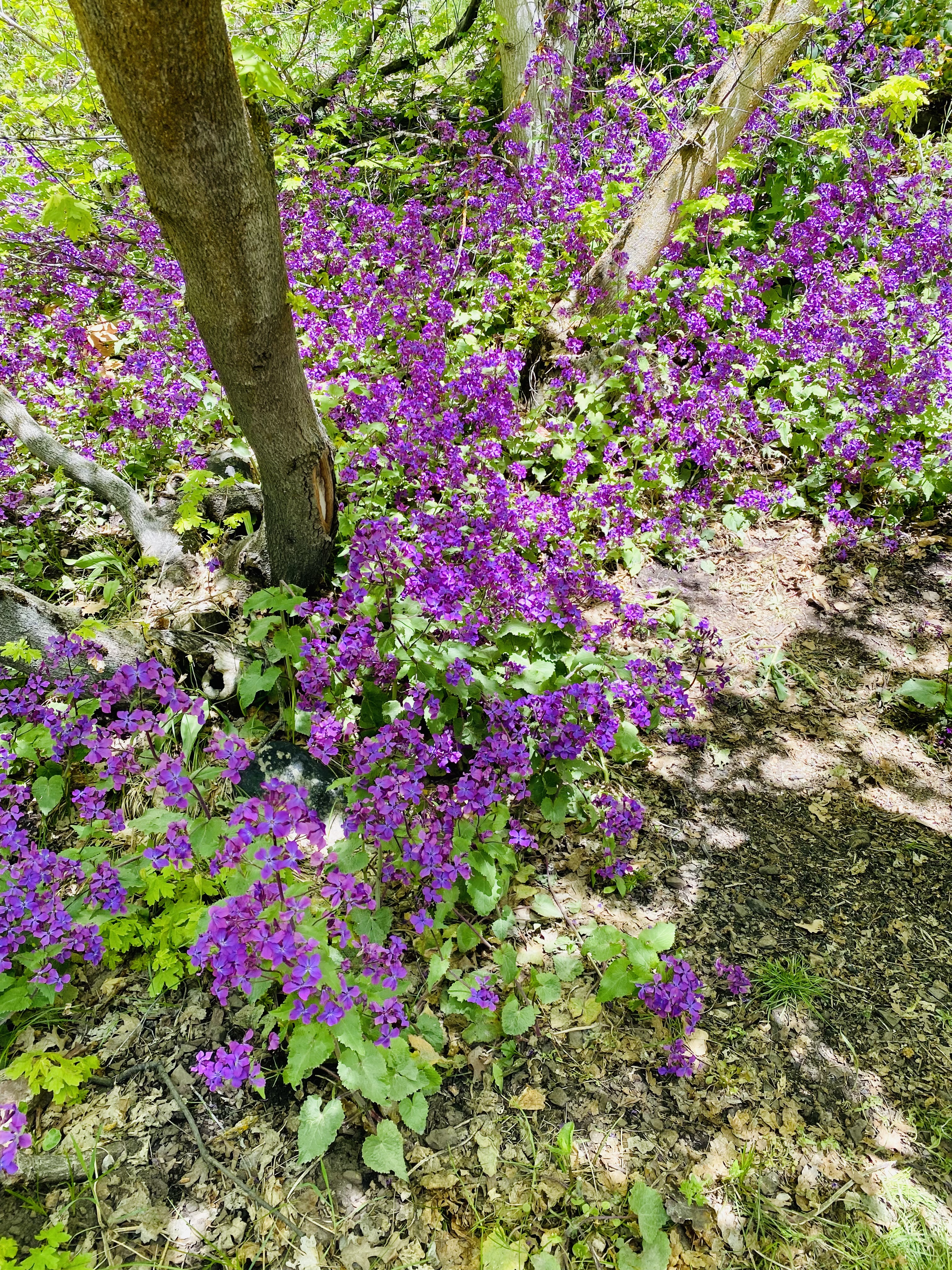 Hike Heughs Canyon (Olympus Waterfall)