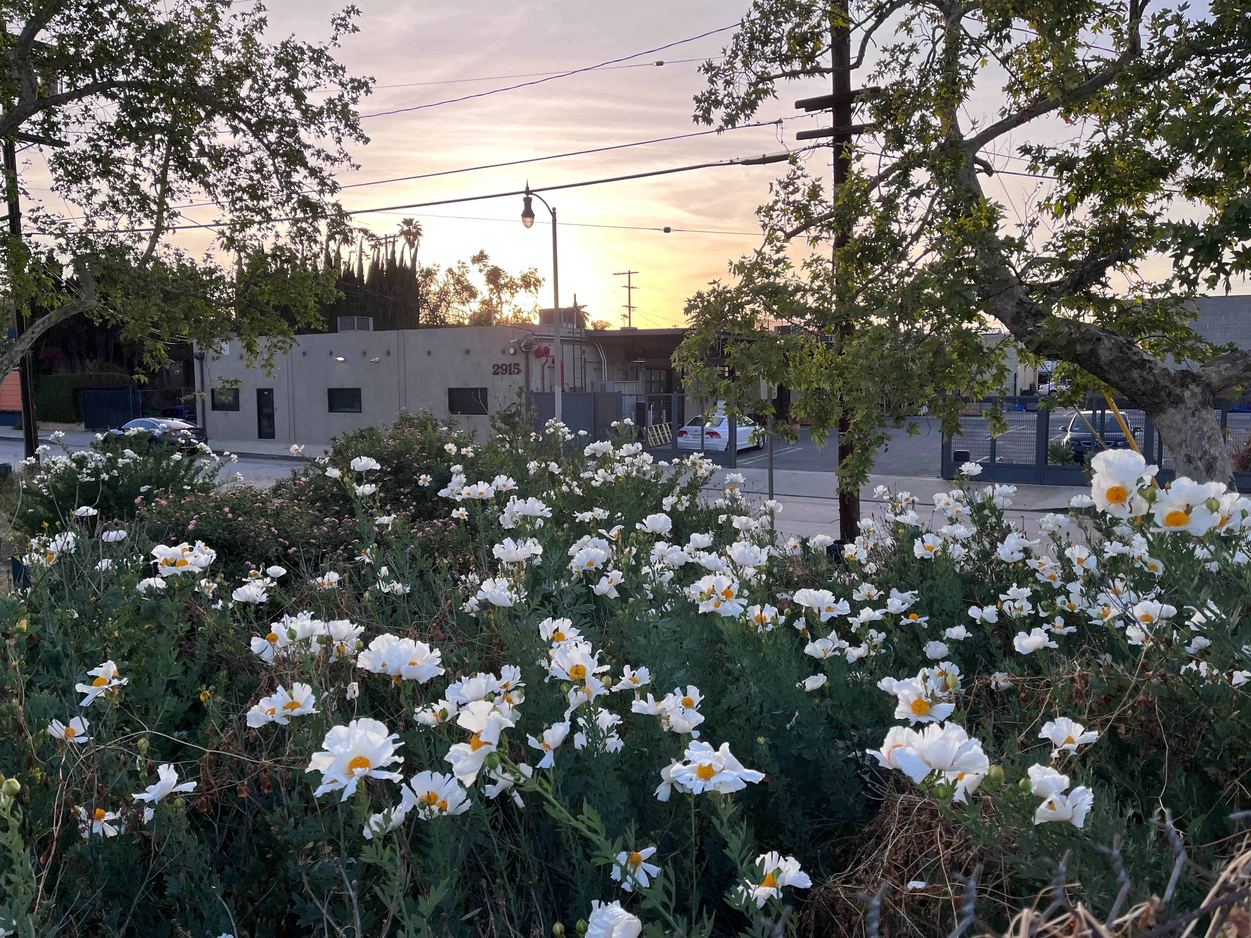 Los Angeles River: West Bank Trail