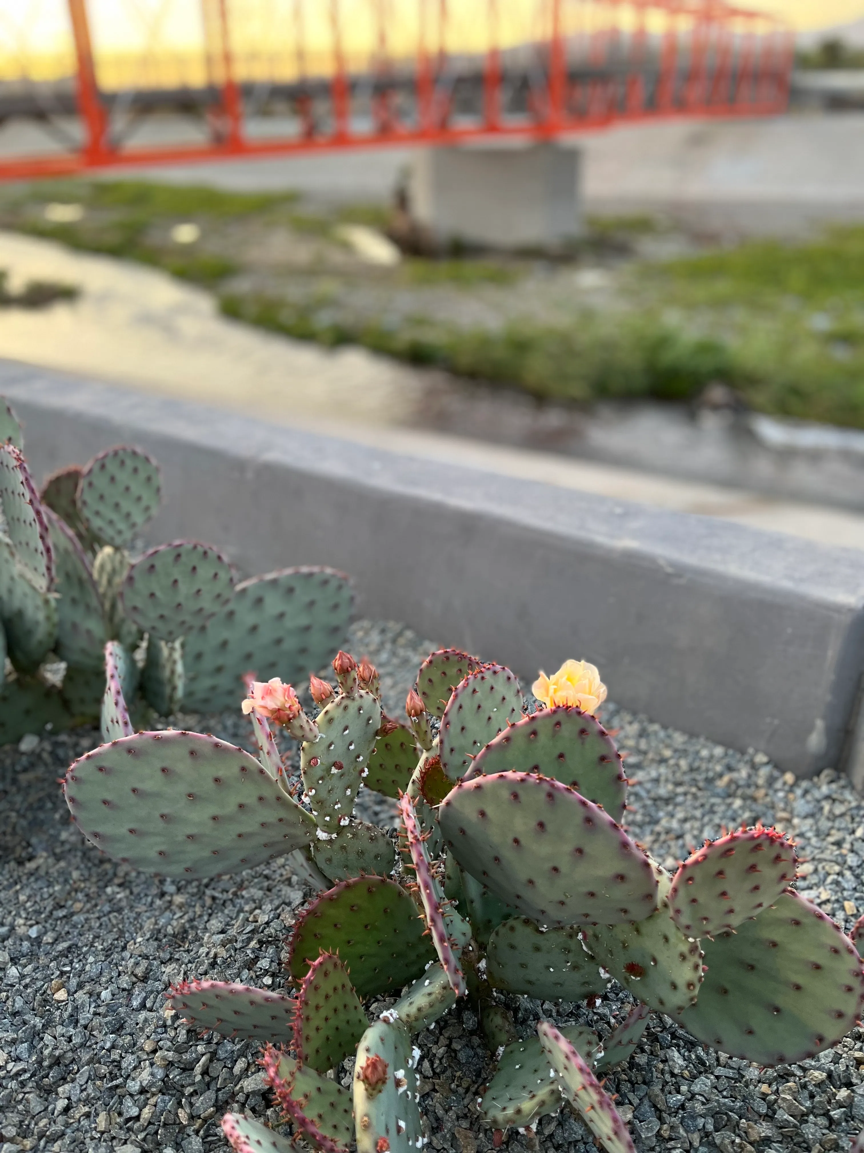 Los Angeles River: West Bank Trail