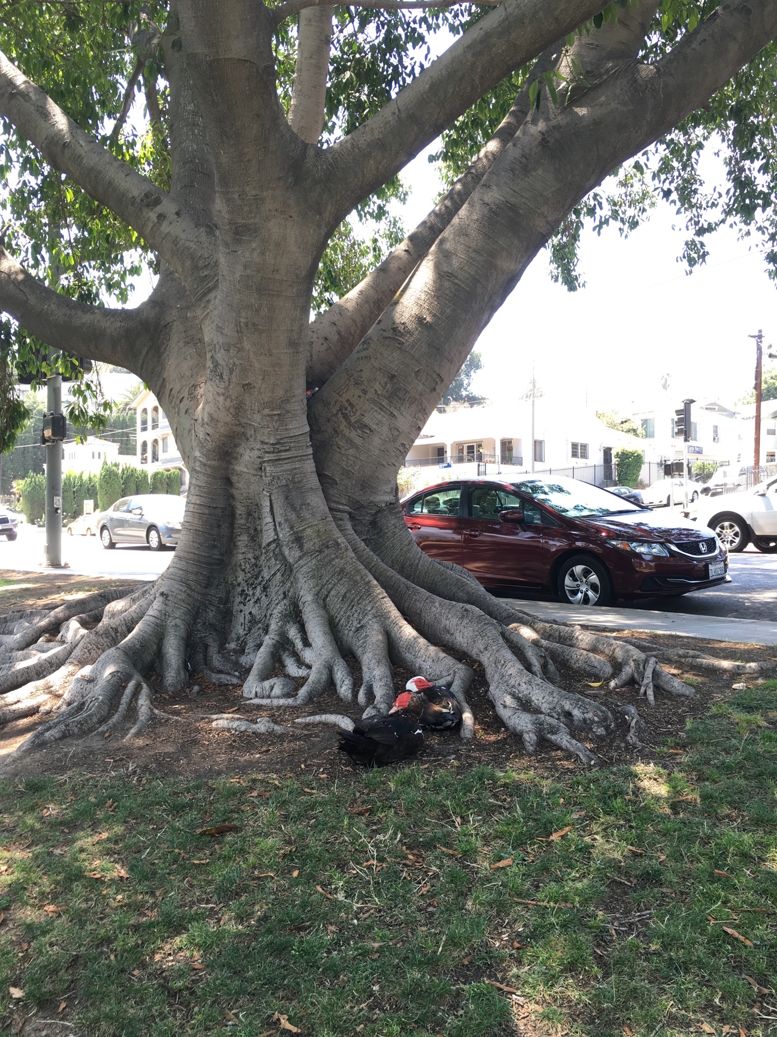 Echo Park Lake