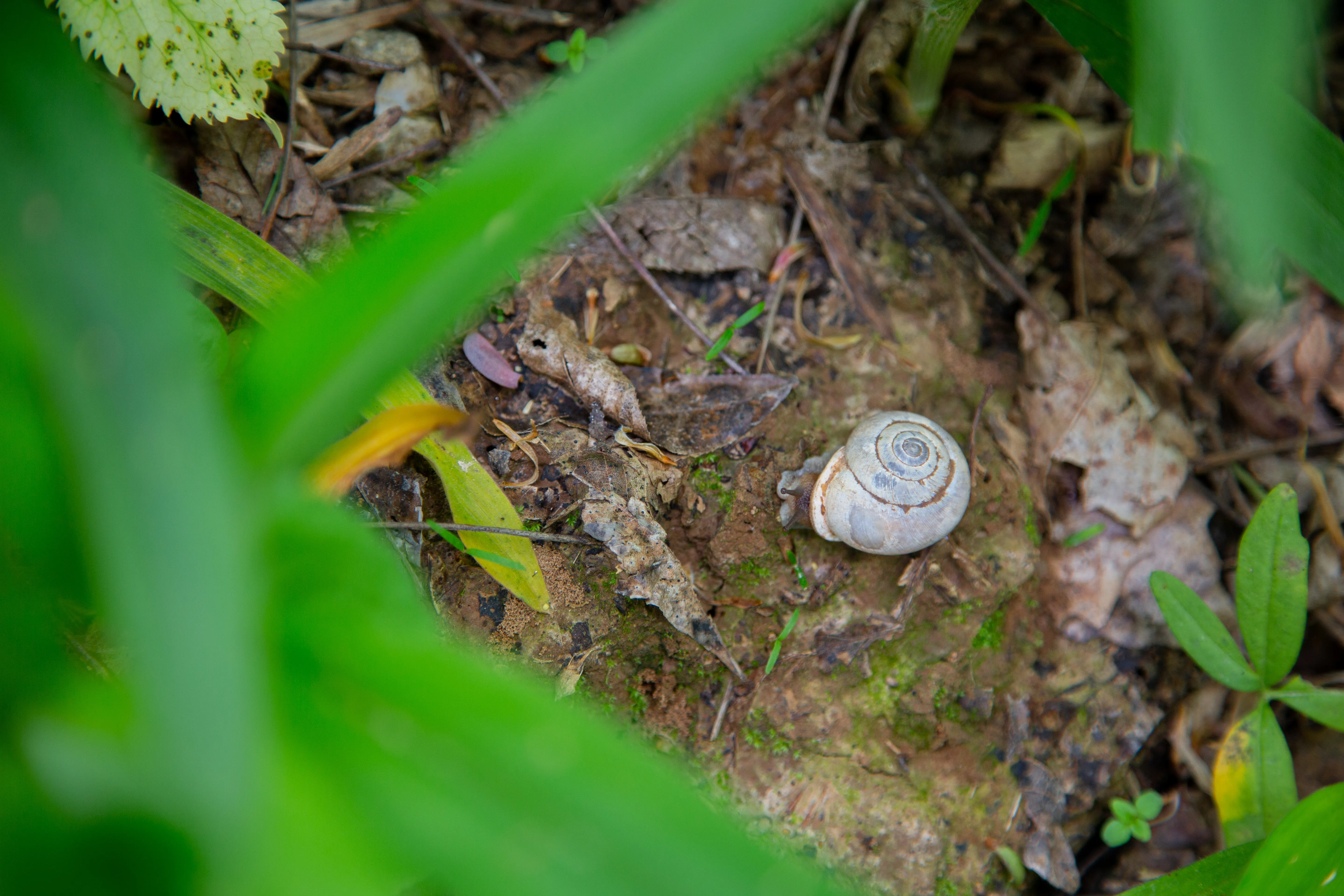 Cedar Sink Trail