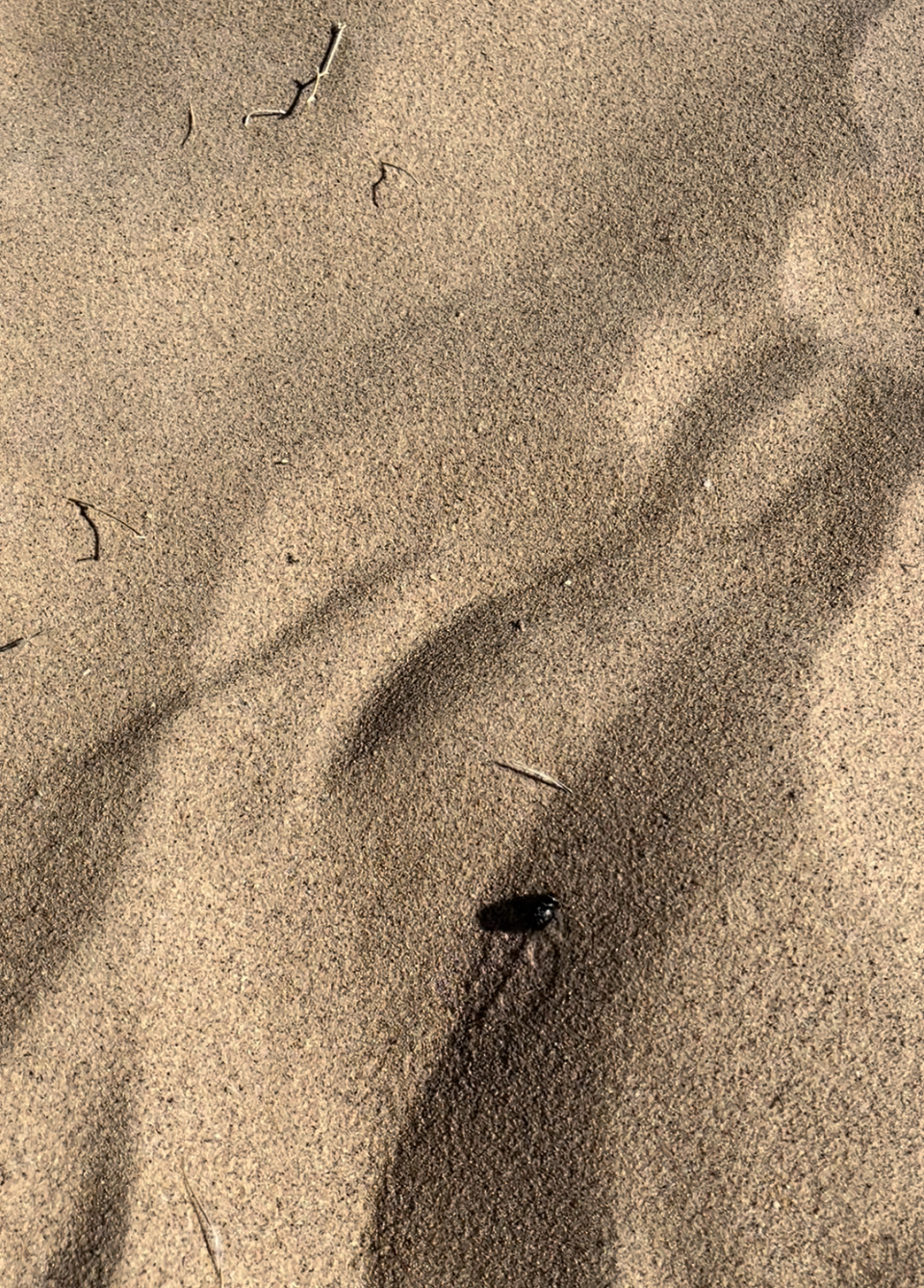 Kelso Dunes