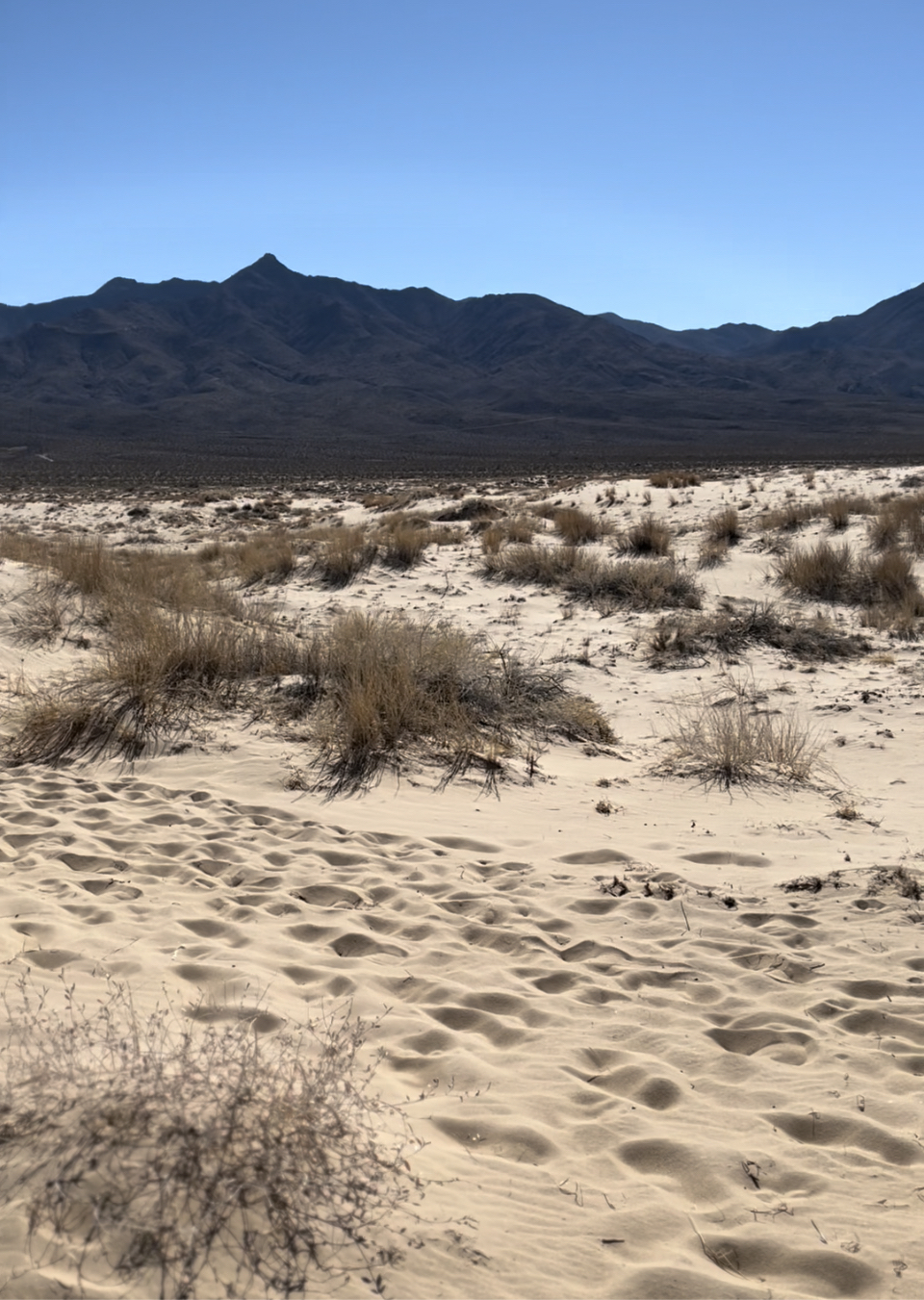 Kelso Dunes