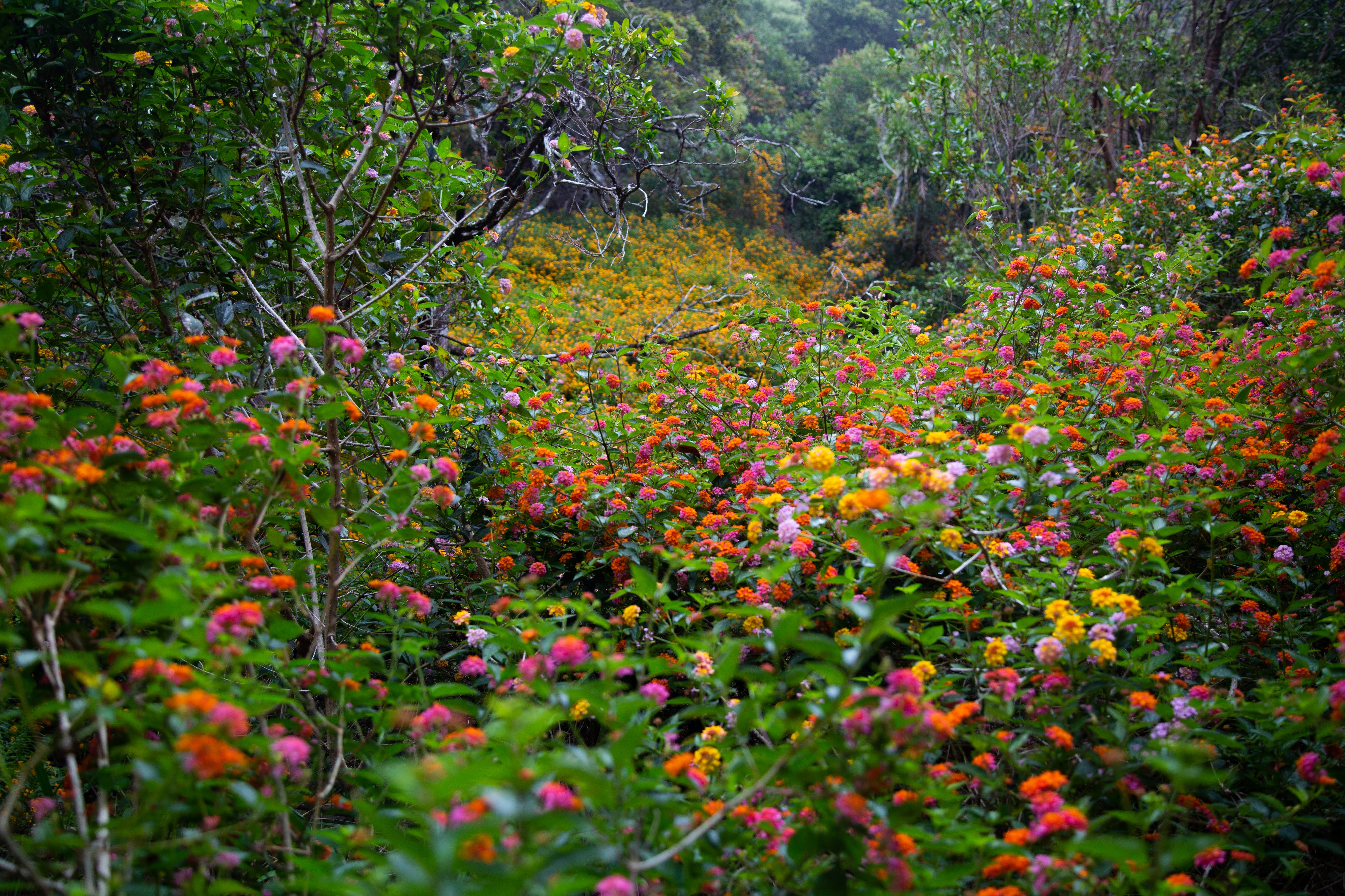 Awa'awapuhi Trail