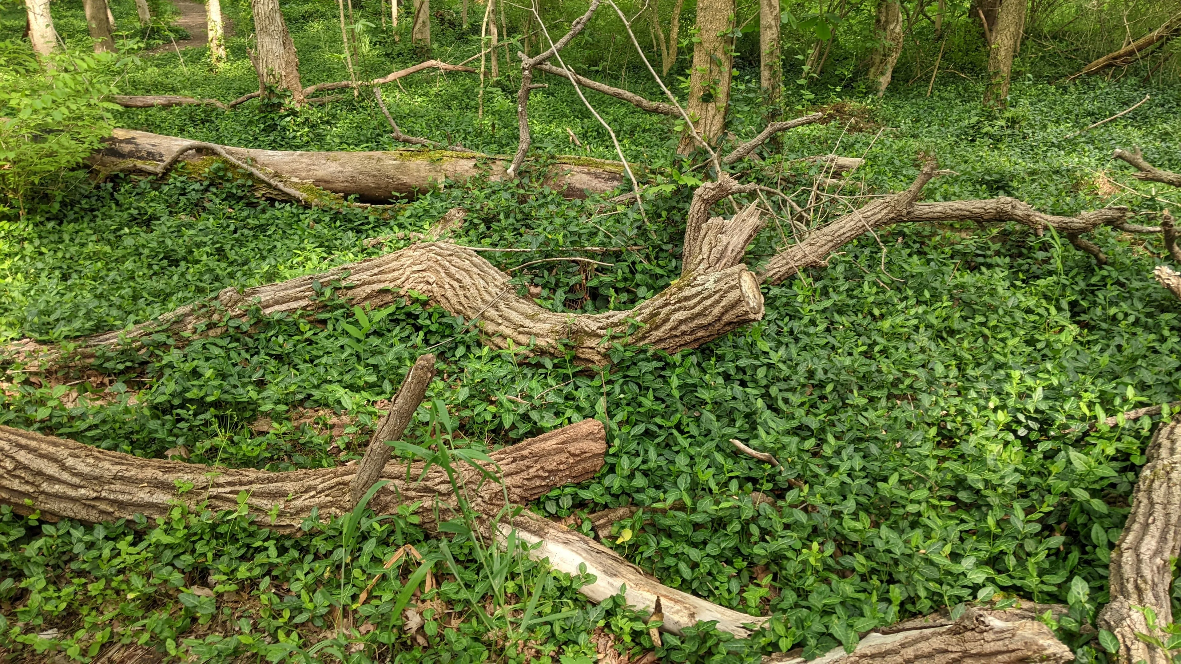Loveland Nature Trail