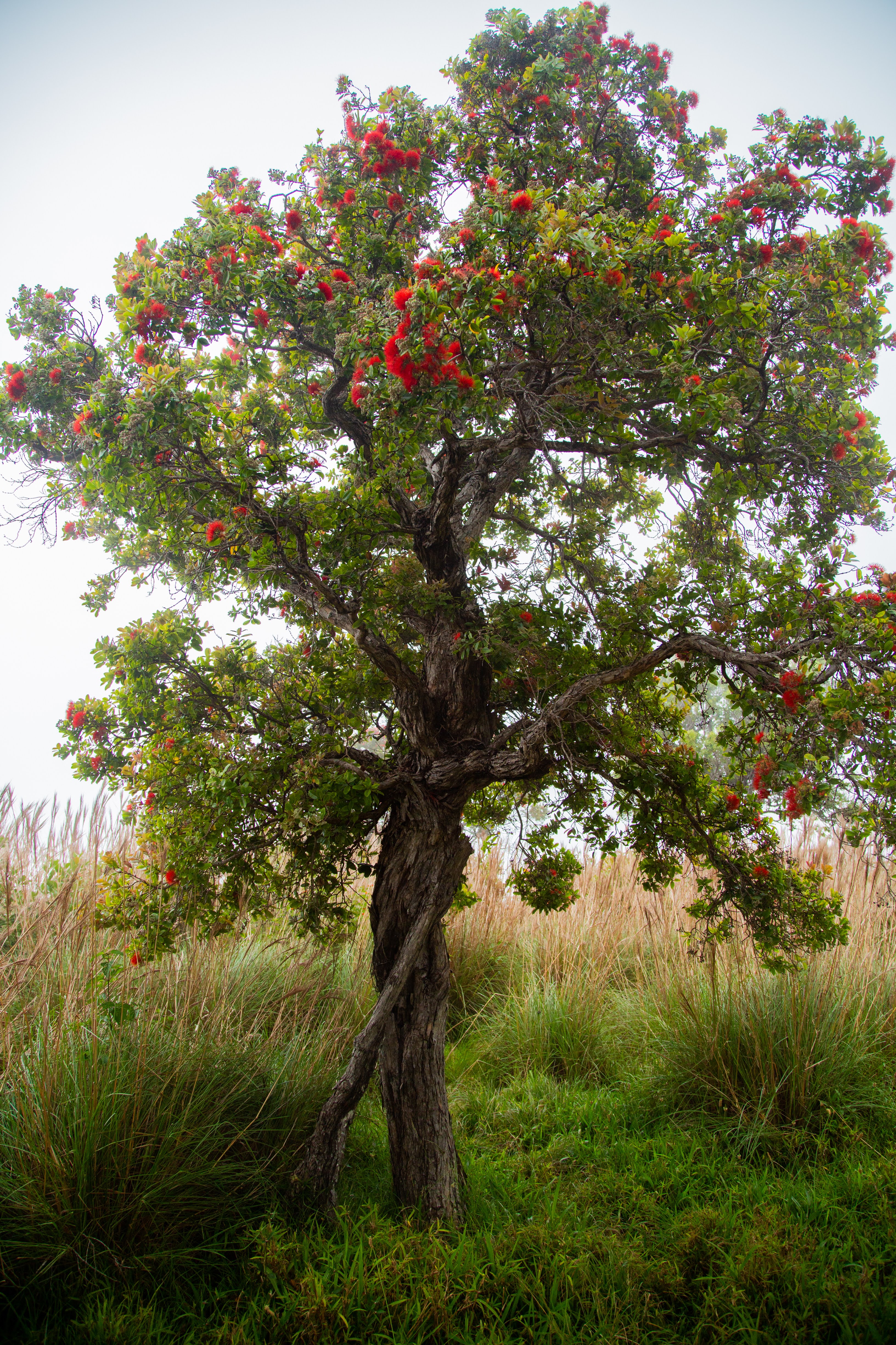 Awa'awapuhi Trail