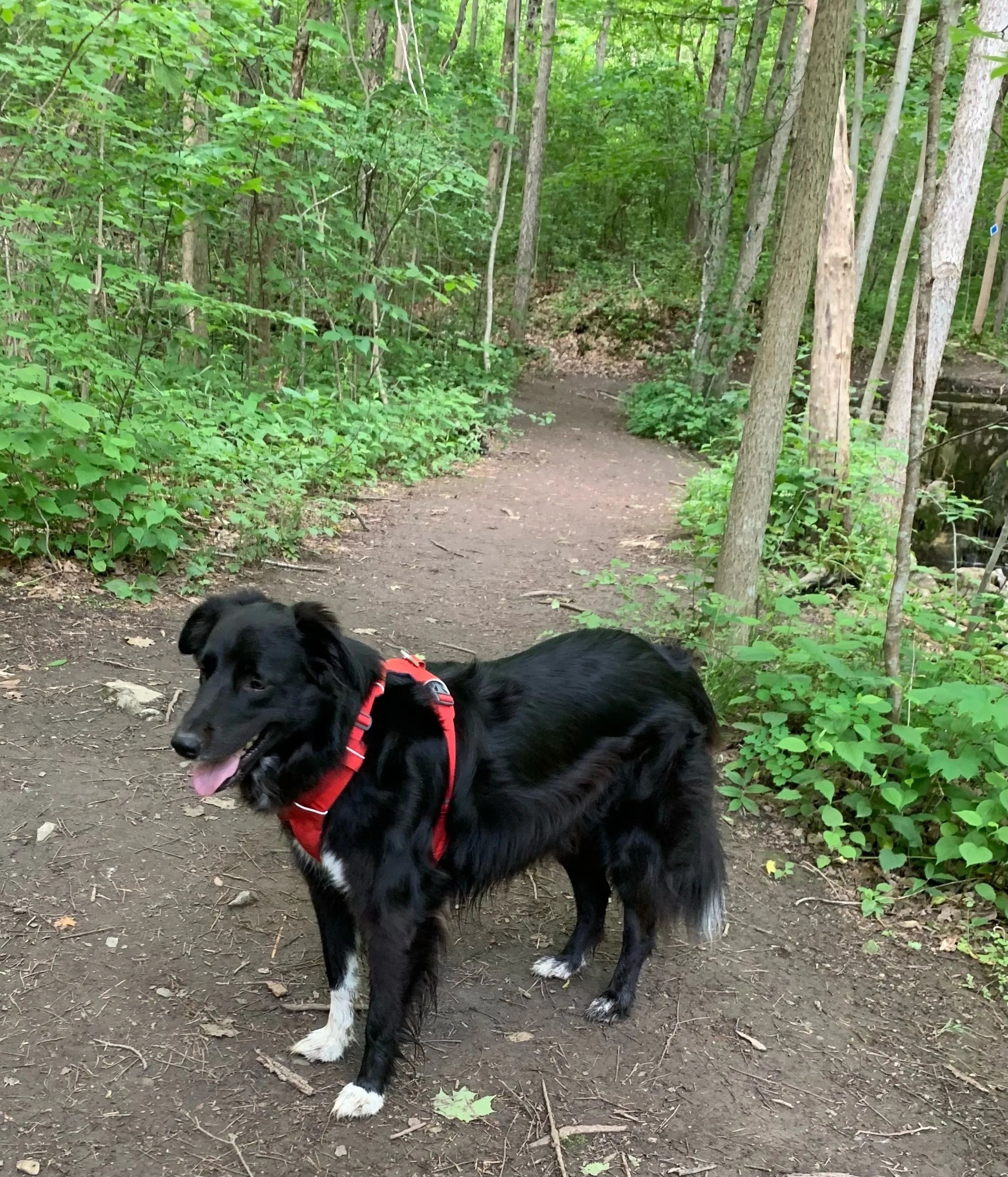 Three Falls Woods
