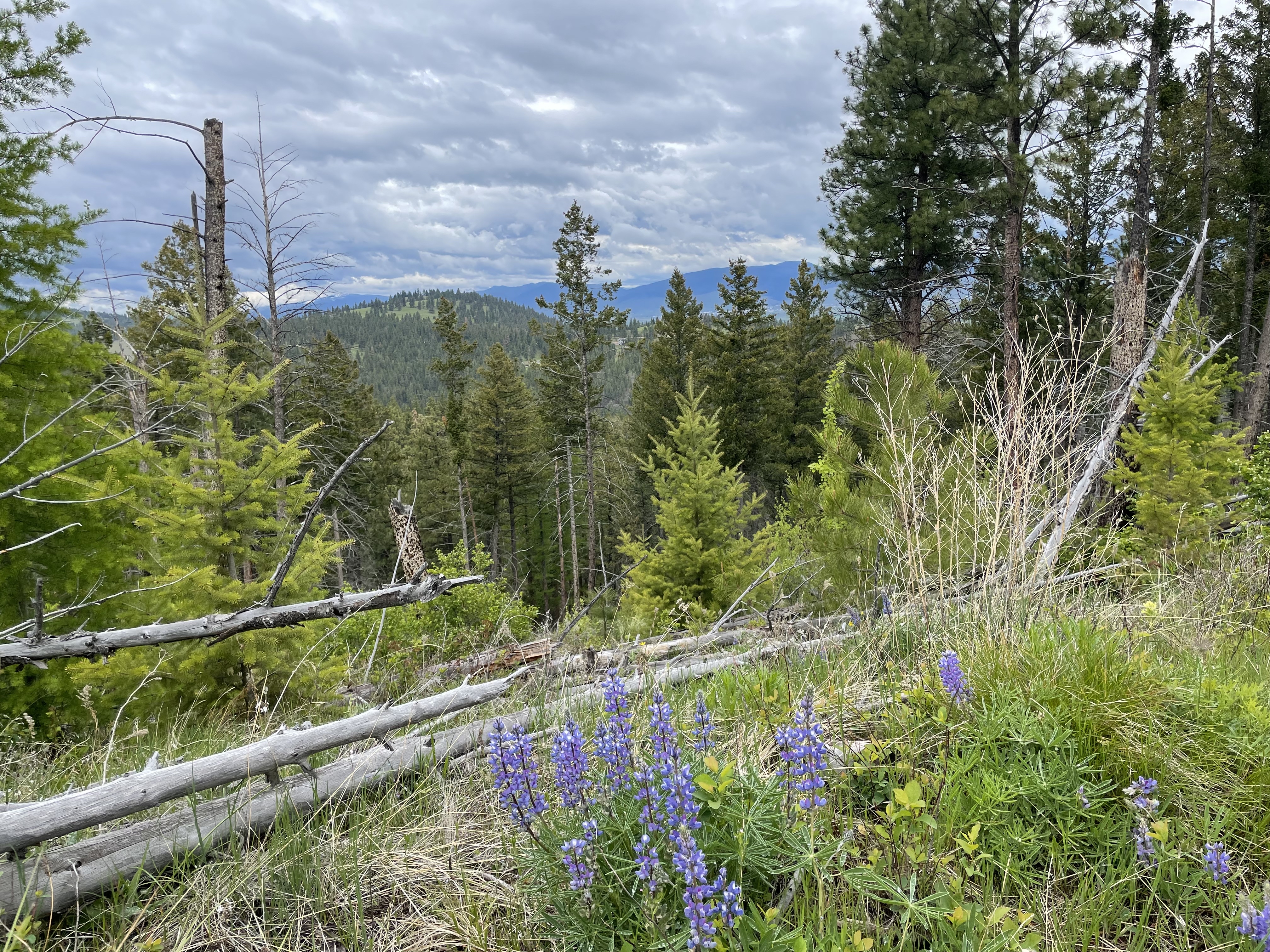Blue Mountain Lookout Deadman Ridge Trail