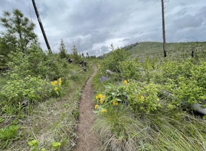 Blue Mountain Lookout Deadman Ridge Trail