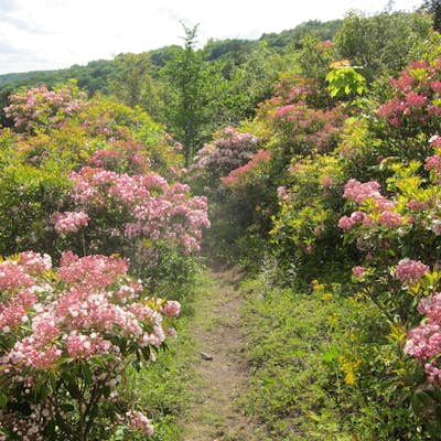 Rhododendron Trail to Rock Croppings