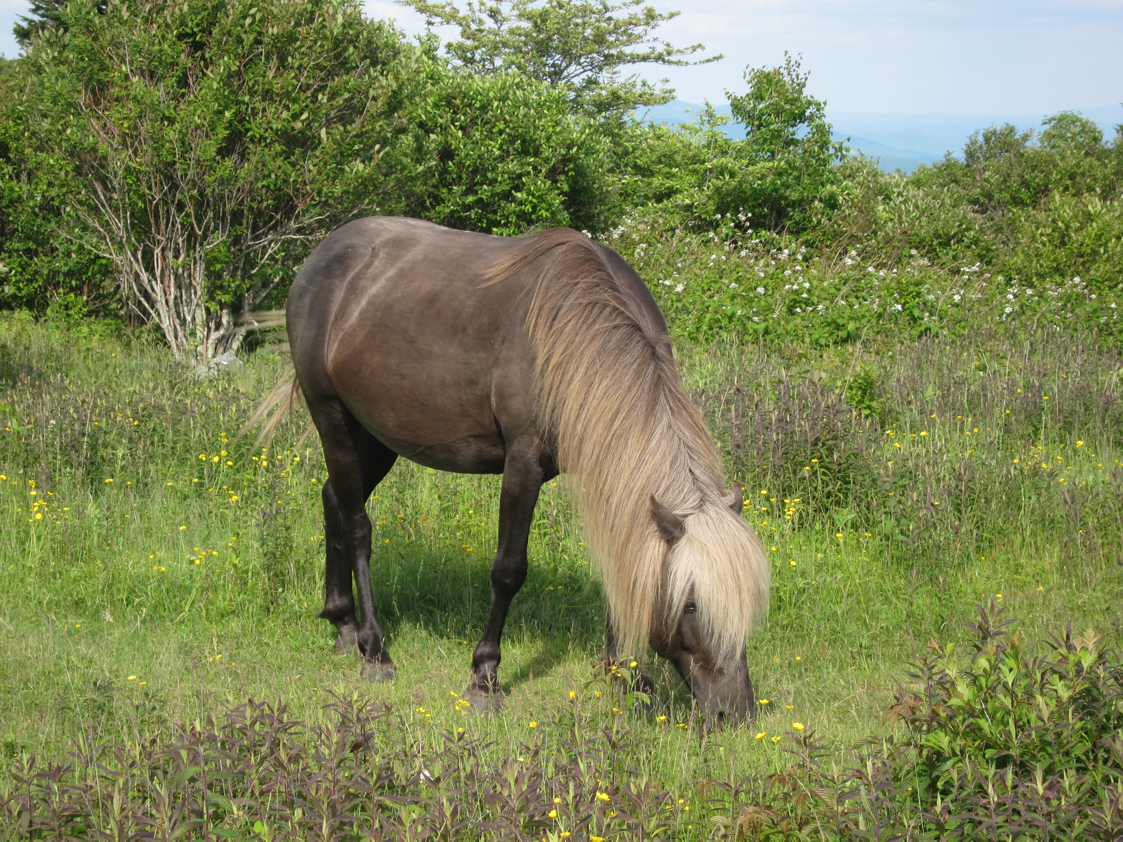 Photograph Wild Horses at Grayson Highlands State Park