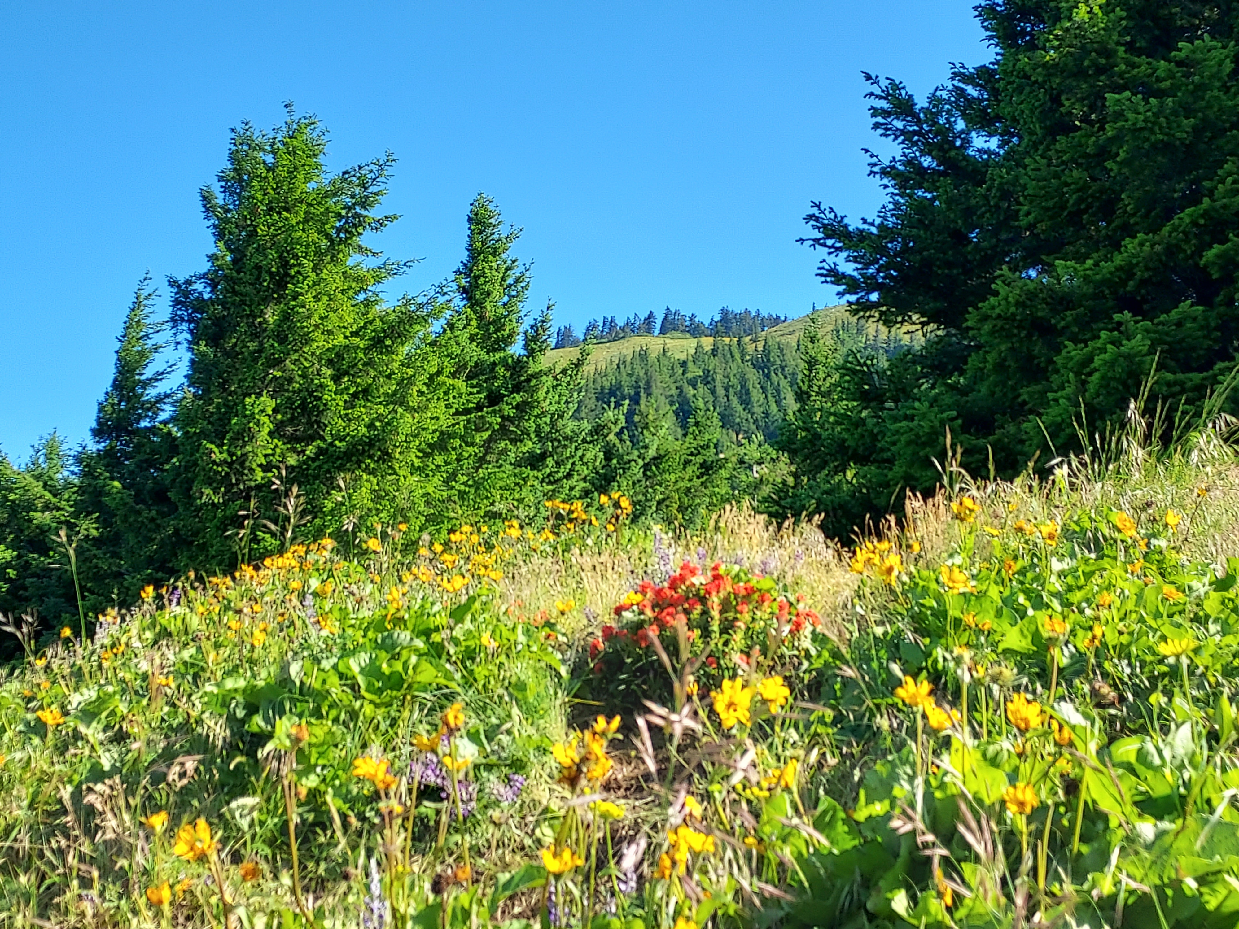 Dog Mountain via Dog Mountain Trail