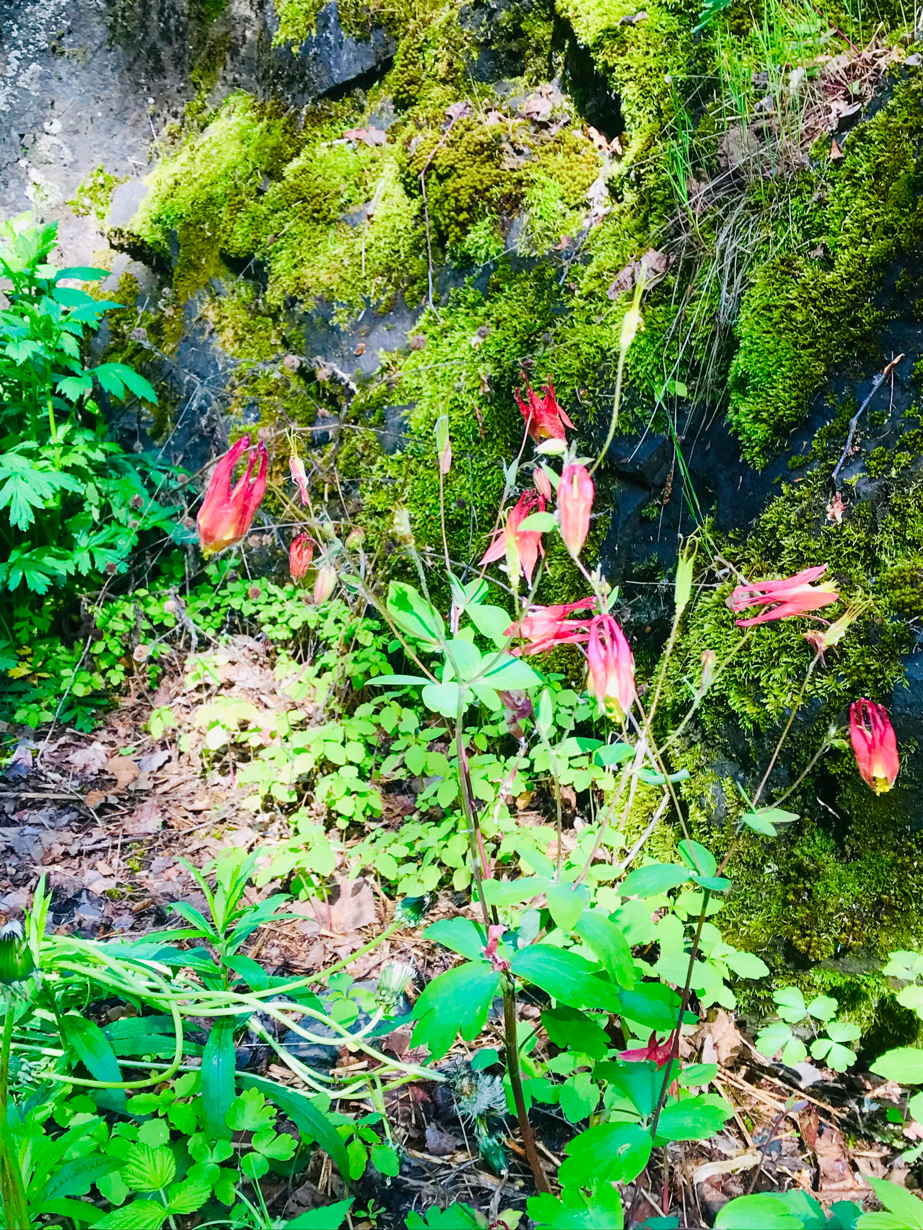 Hike to Ely's Peak