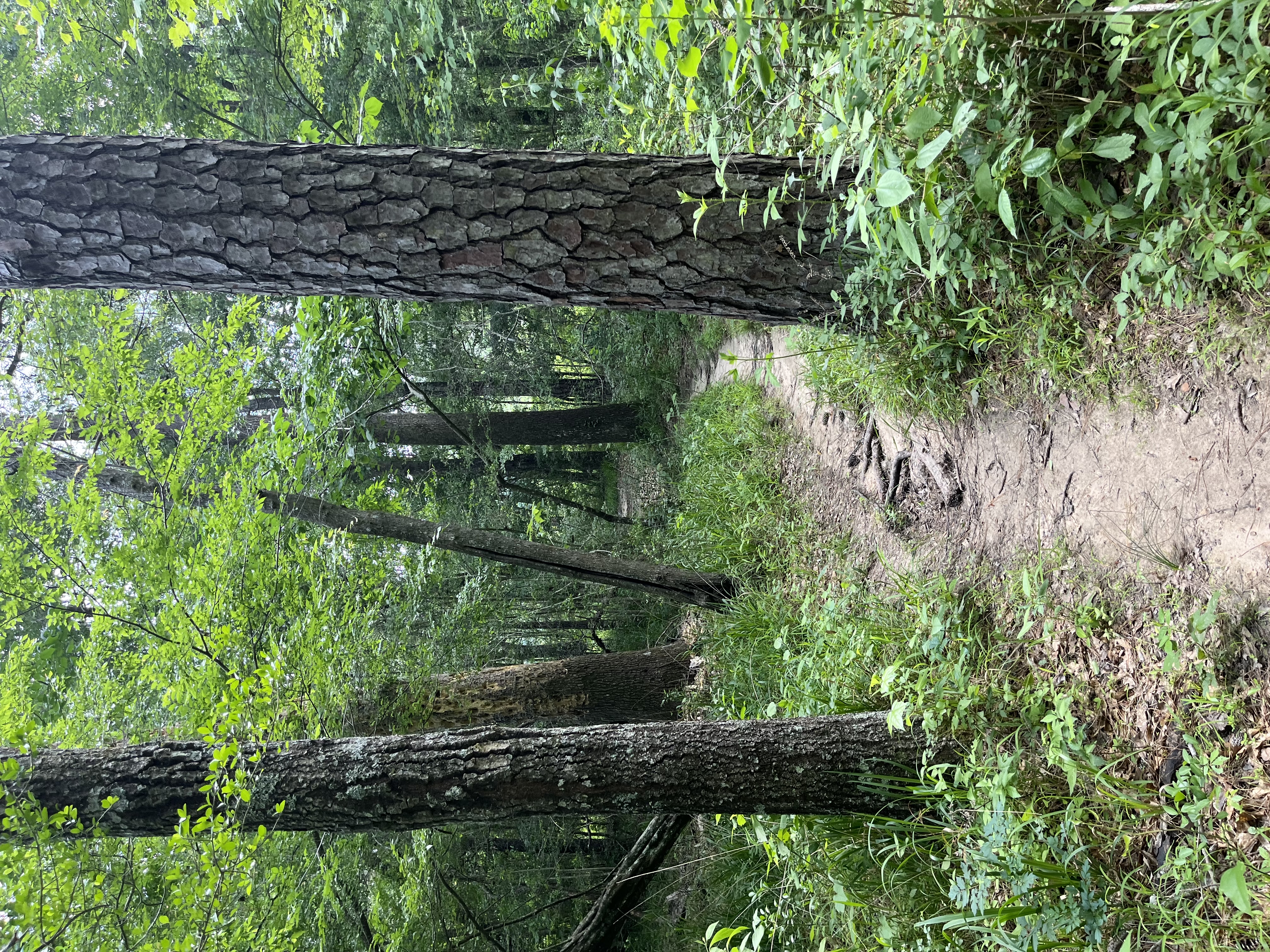 Coloneh Trail