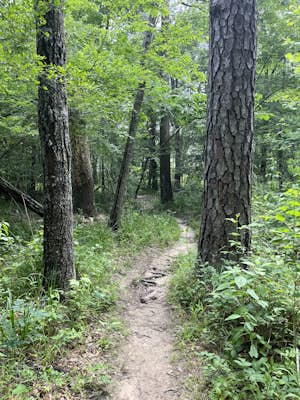 Coloneh Trail