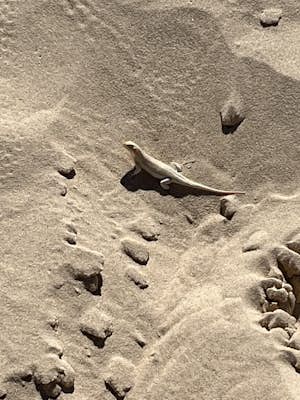 Sand Surf Down Monahans Sandhills