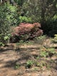 Ruby M. Mize Azalea Garden