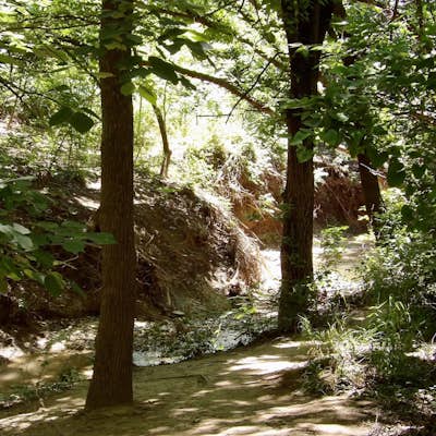 Arbor Hills Nature Preserve Loop