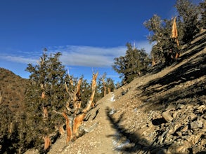 Methuselah Trail