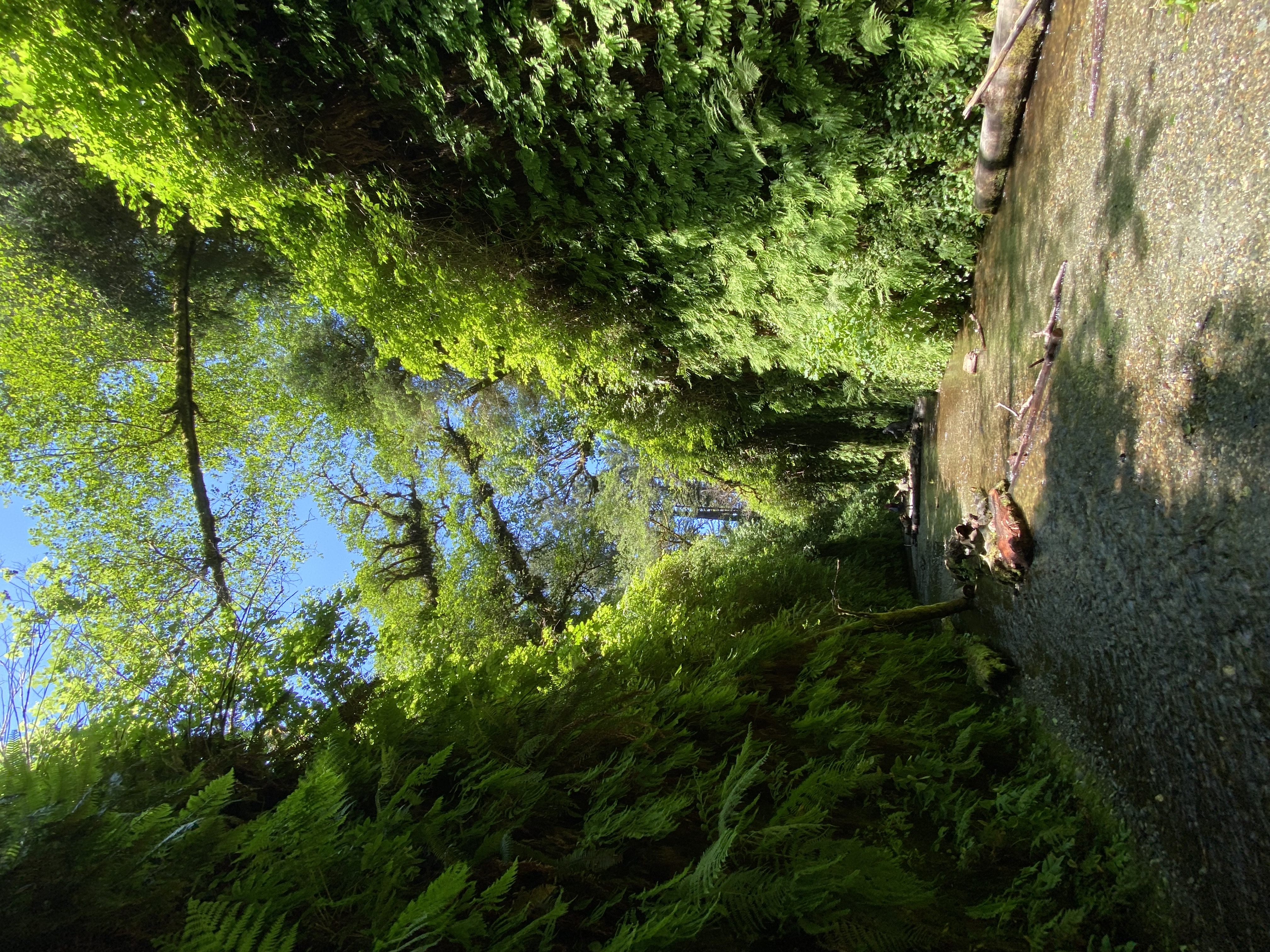 Fern Canyon