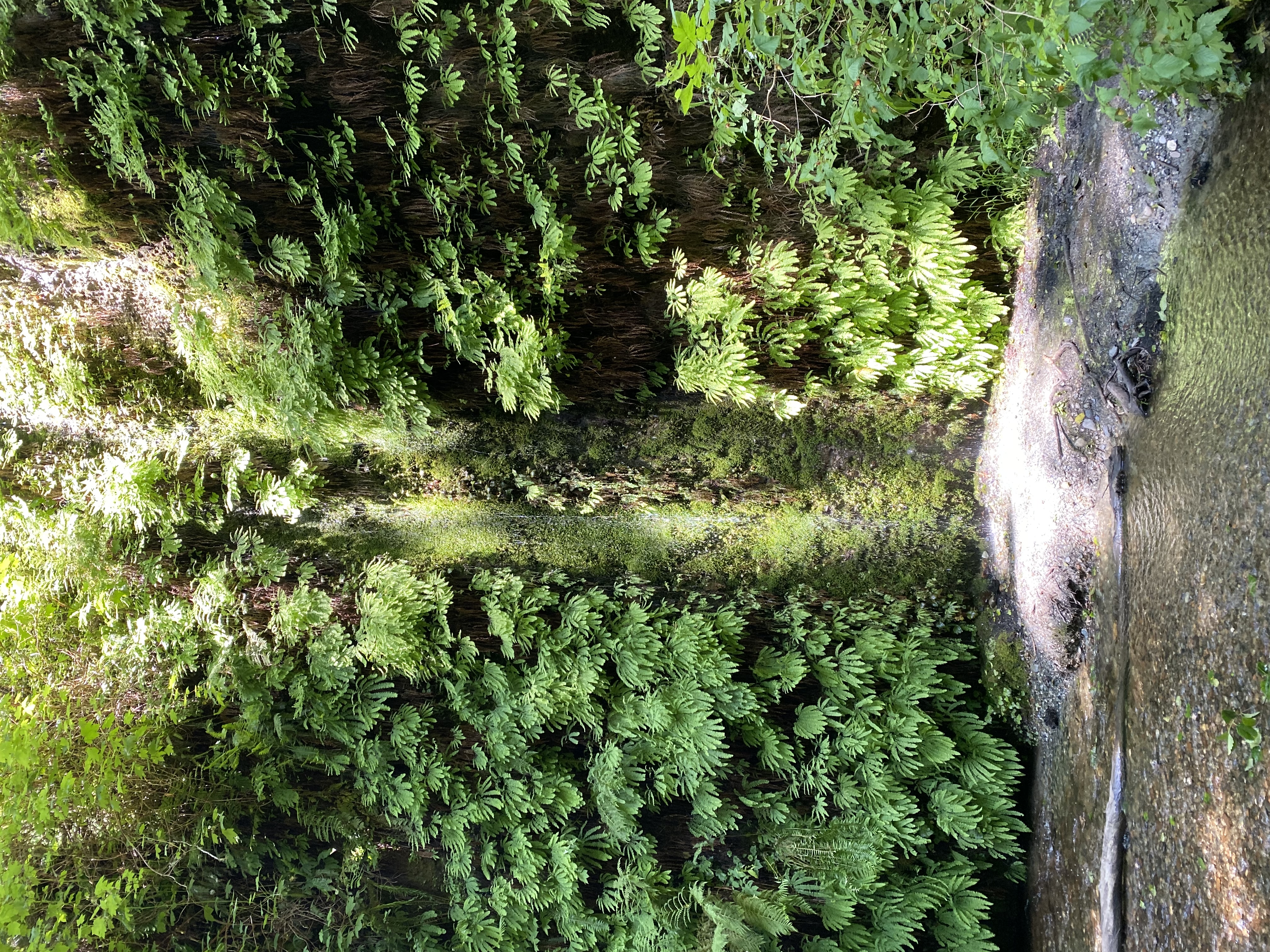 Fern Canyon