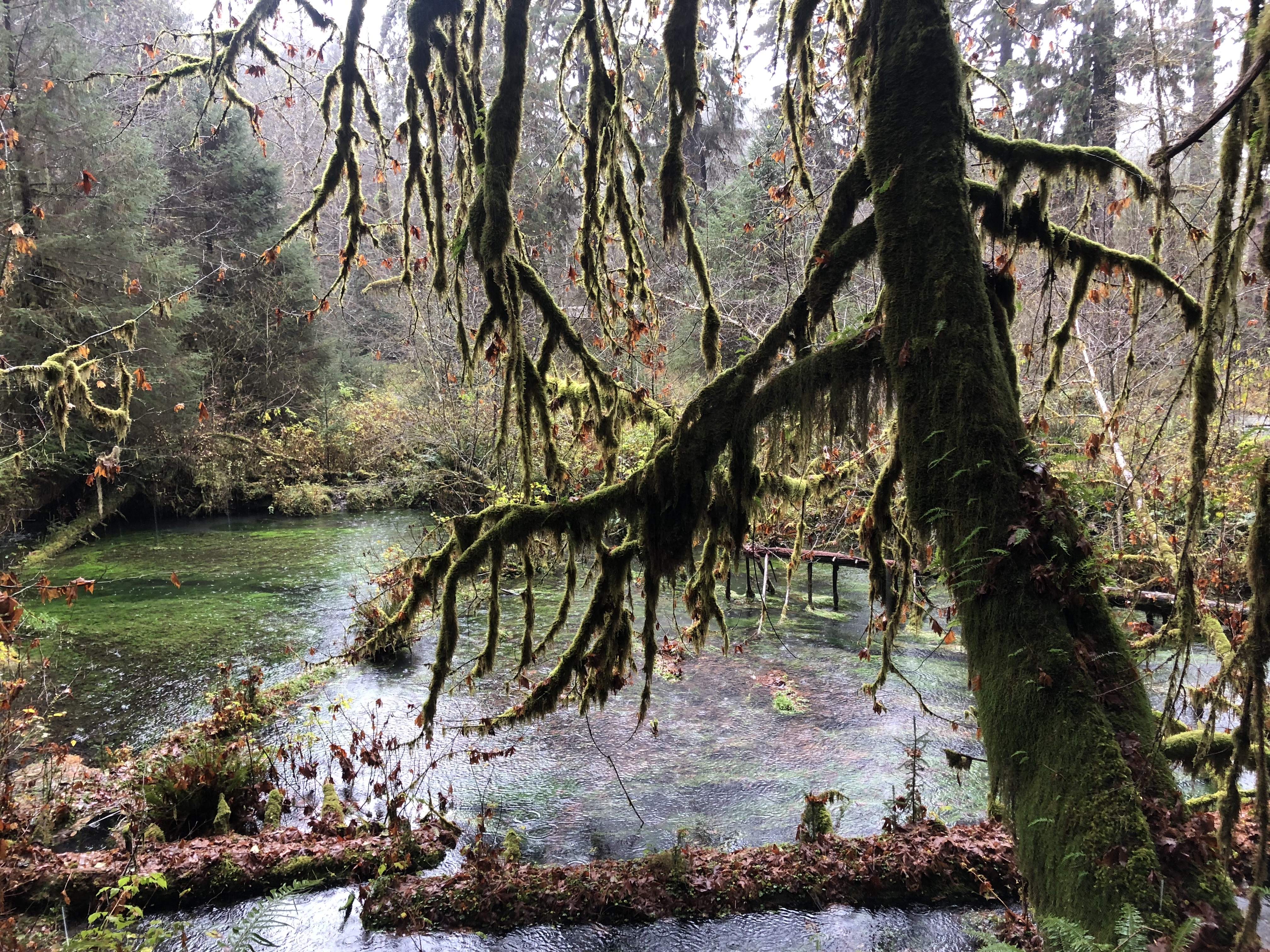 Spruce Nature Trail and Hall of Mosses Loop