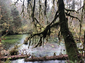 Spruce Nature Trail and Hall of Mosses Loop