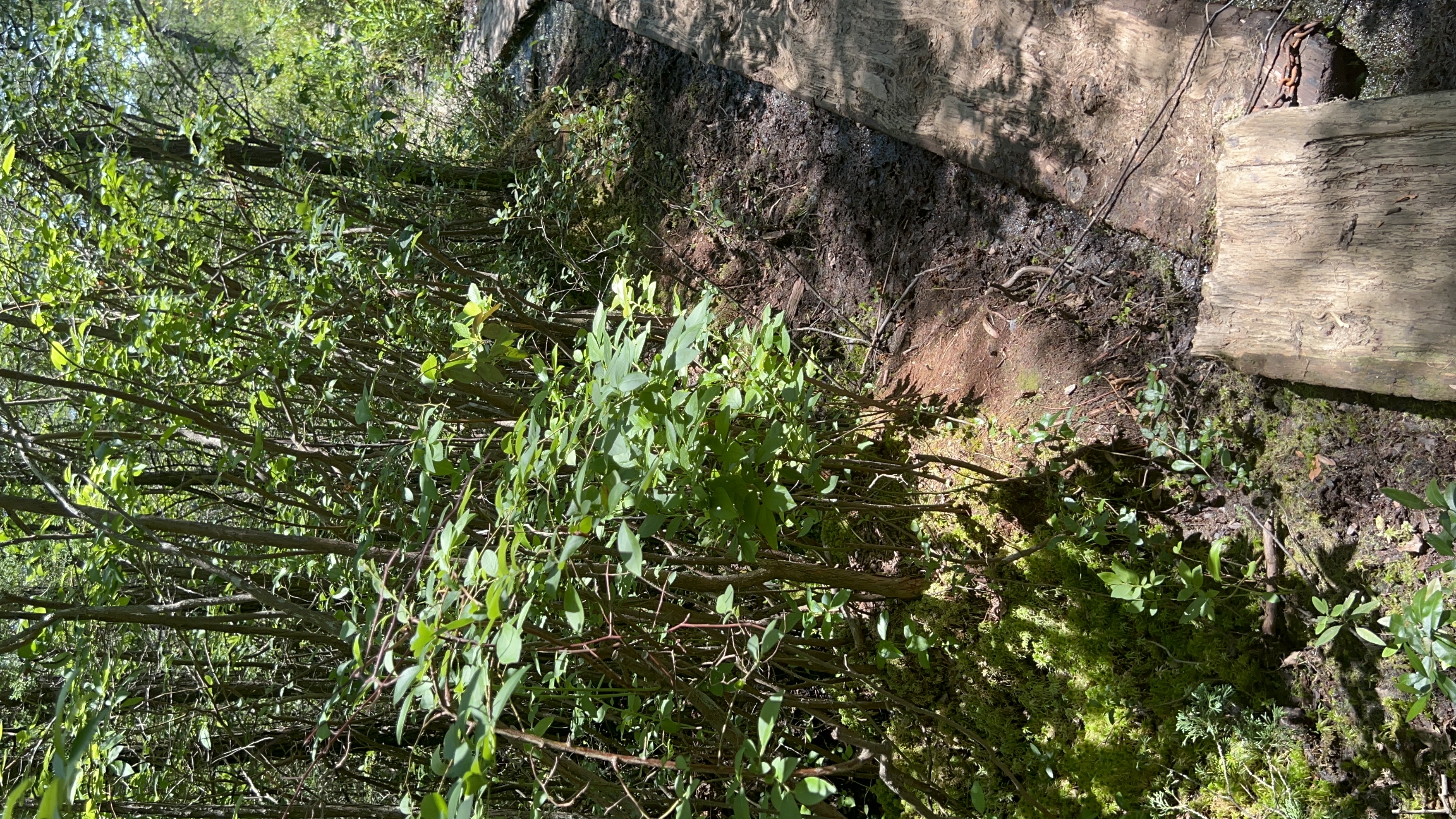 Hike the Ponkapoag Pond Trail
