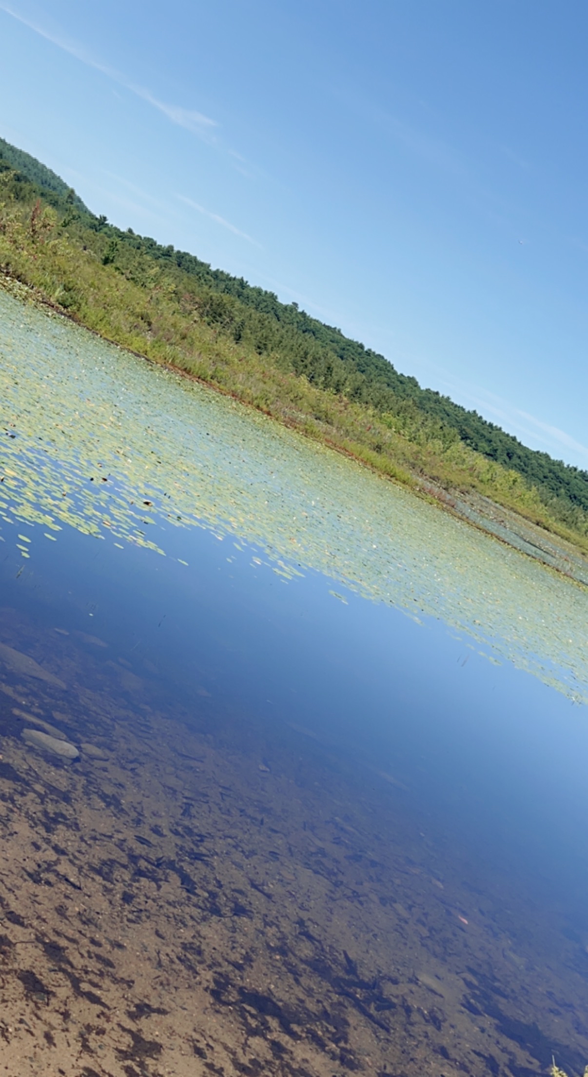 Hike the Ponkapoag Pond Trail