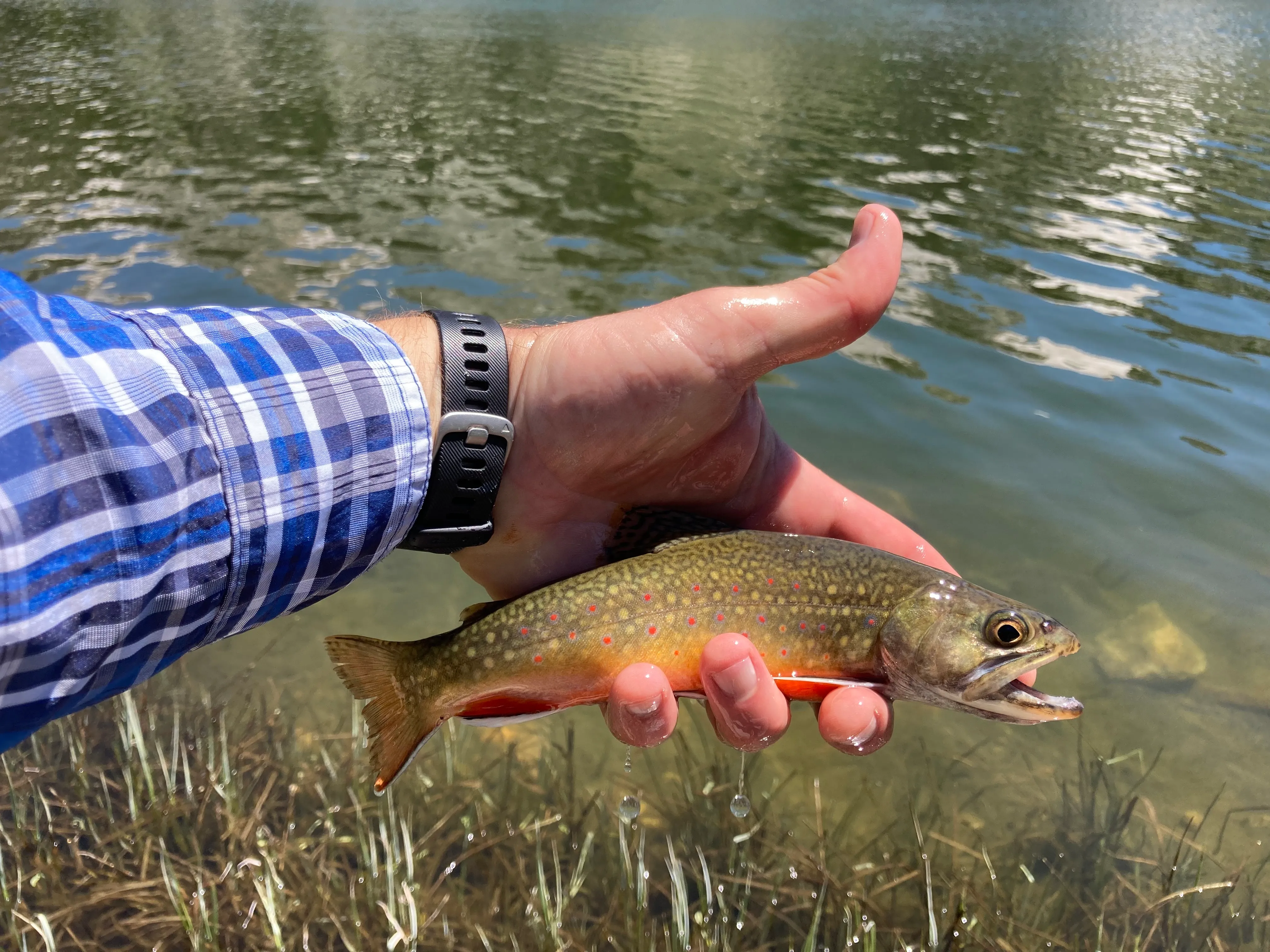 Fly Fish at Heart Lake