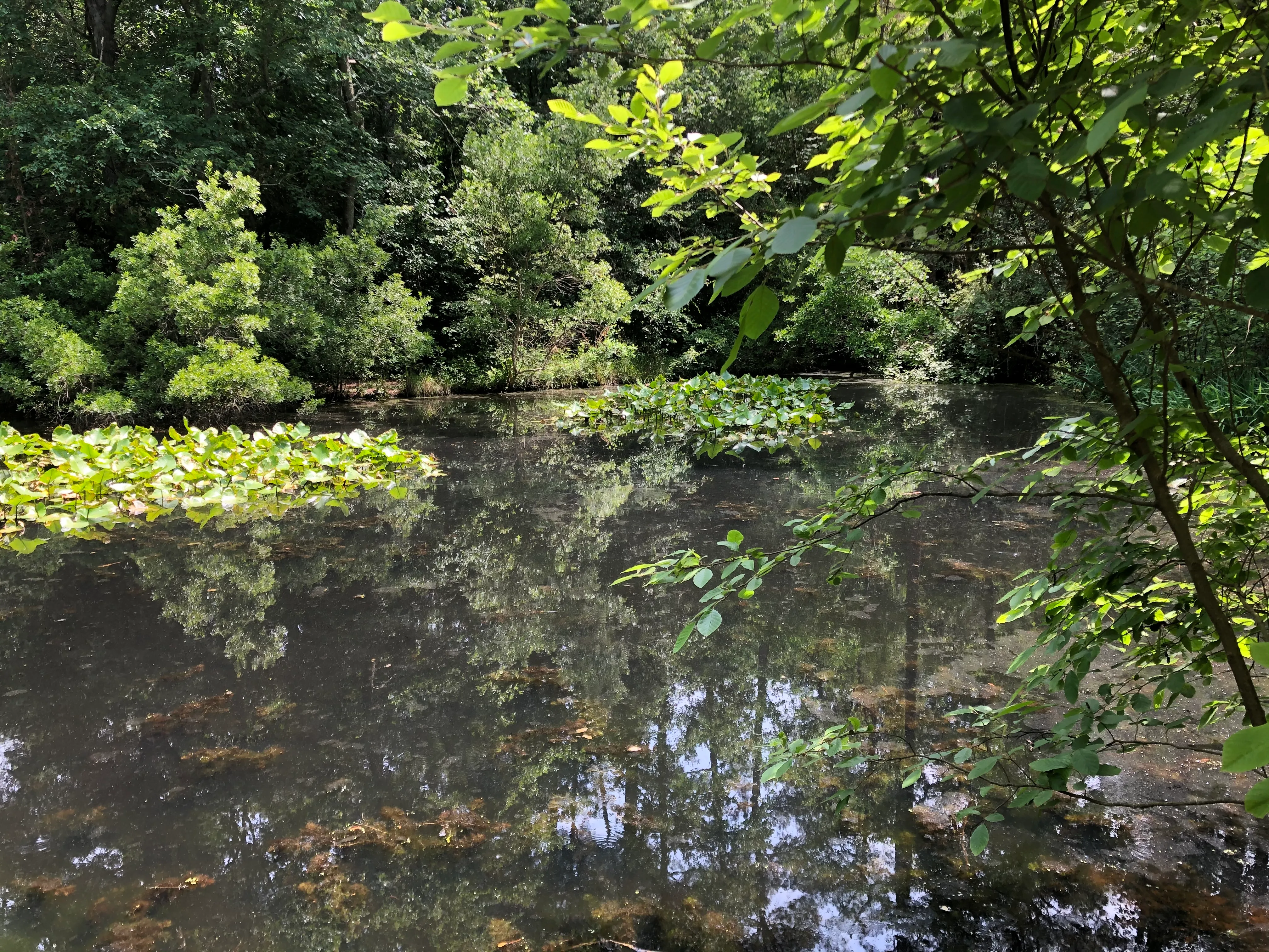 Kalmia Gardens