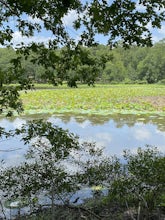 Chinquapin Loop Trail